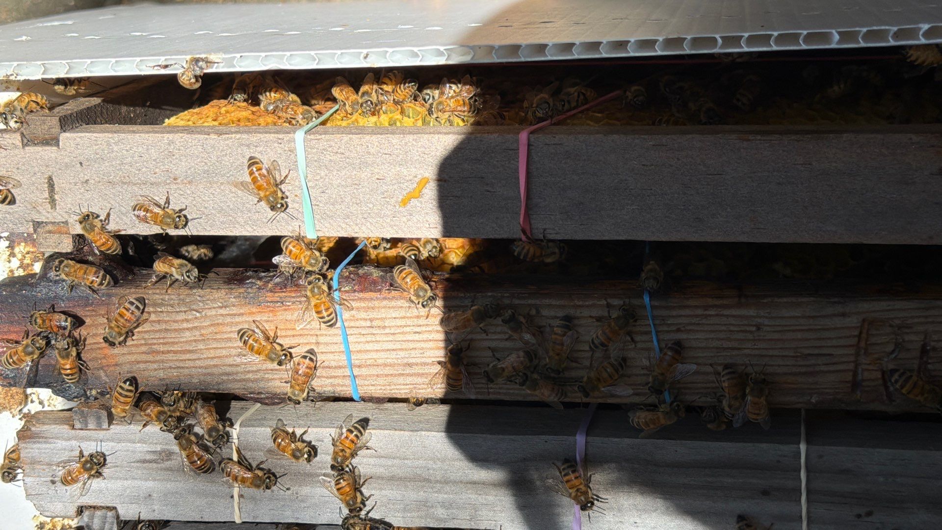 No Rush for these Bees by Rockwall Honey Bee Company