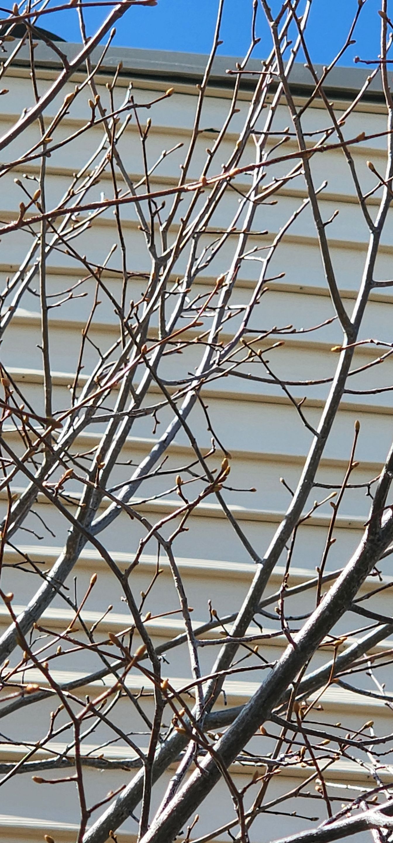 Hail Damage Inspection by 1st choice windows and siding