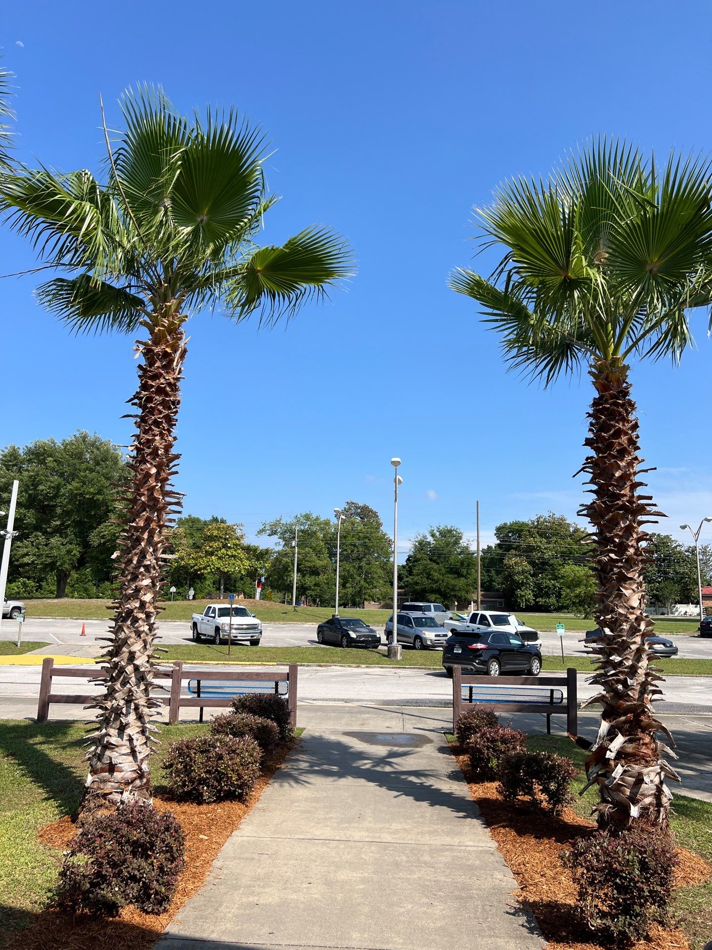 Landscape Install | Keystone Heights HS by ProGreen Services