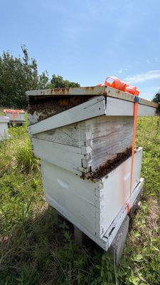 Baseball Diamond Apiary