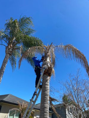 Residential | Tree Service