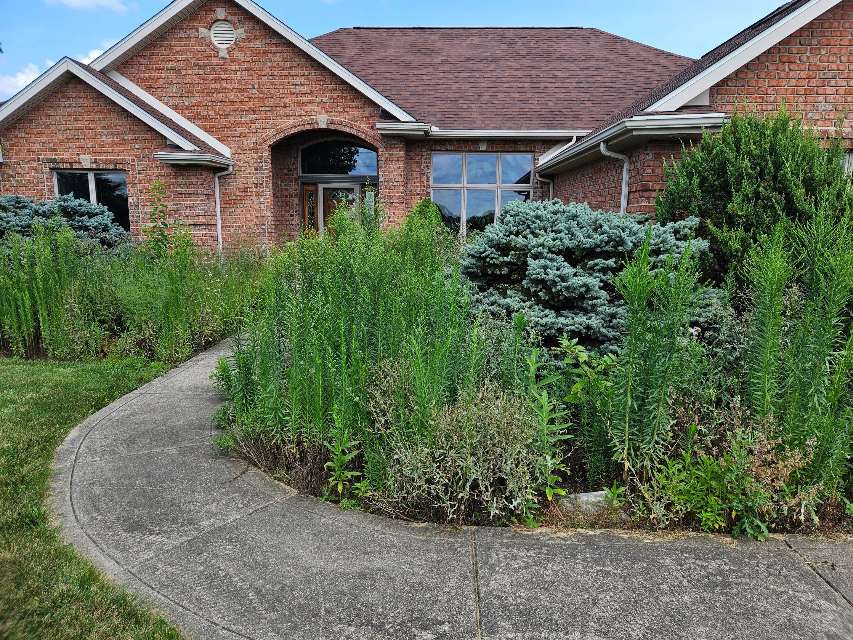 Overgrowth Takeover by Carrs lawn and landscape