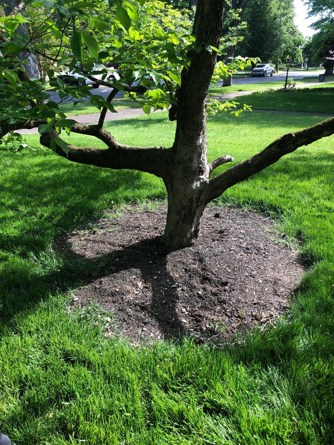 Liriope grasses, mulch and stone pavers by GrassBusters, Inc.