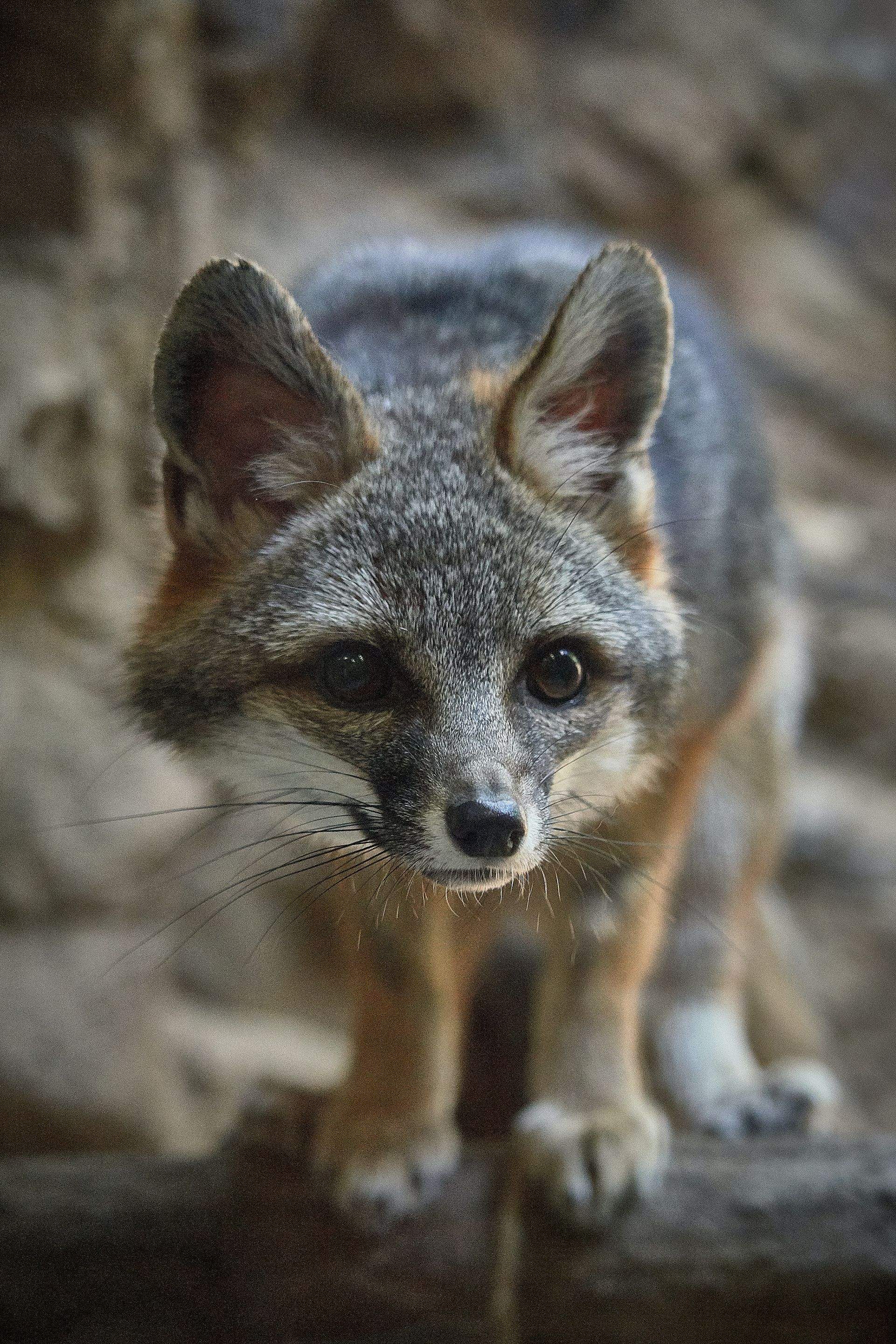 Animals using Ruby by CompanyCam