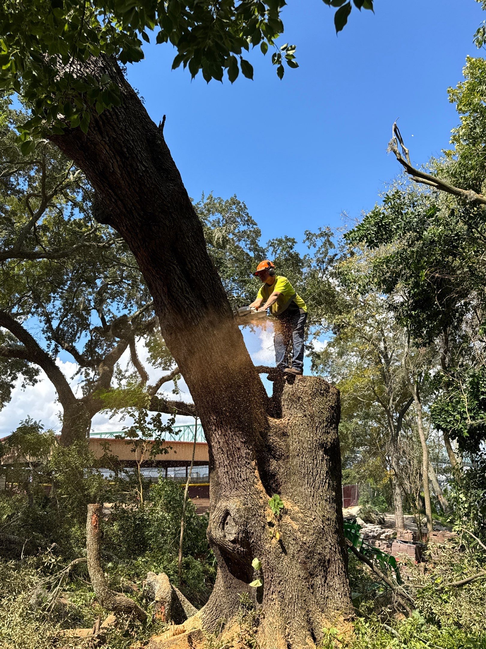 Tree Removal | Episcopal Softball Field by ProGreen Services