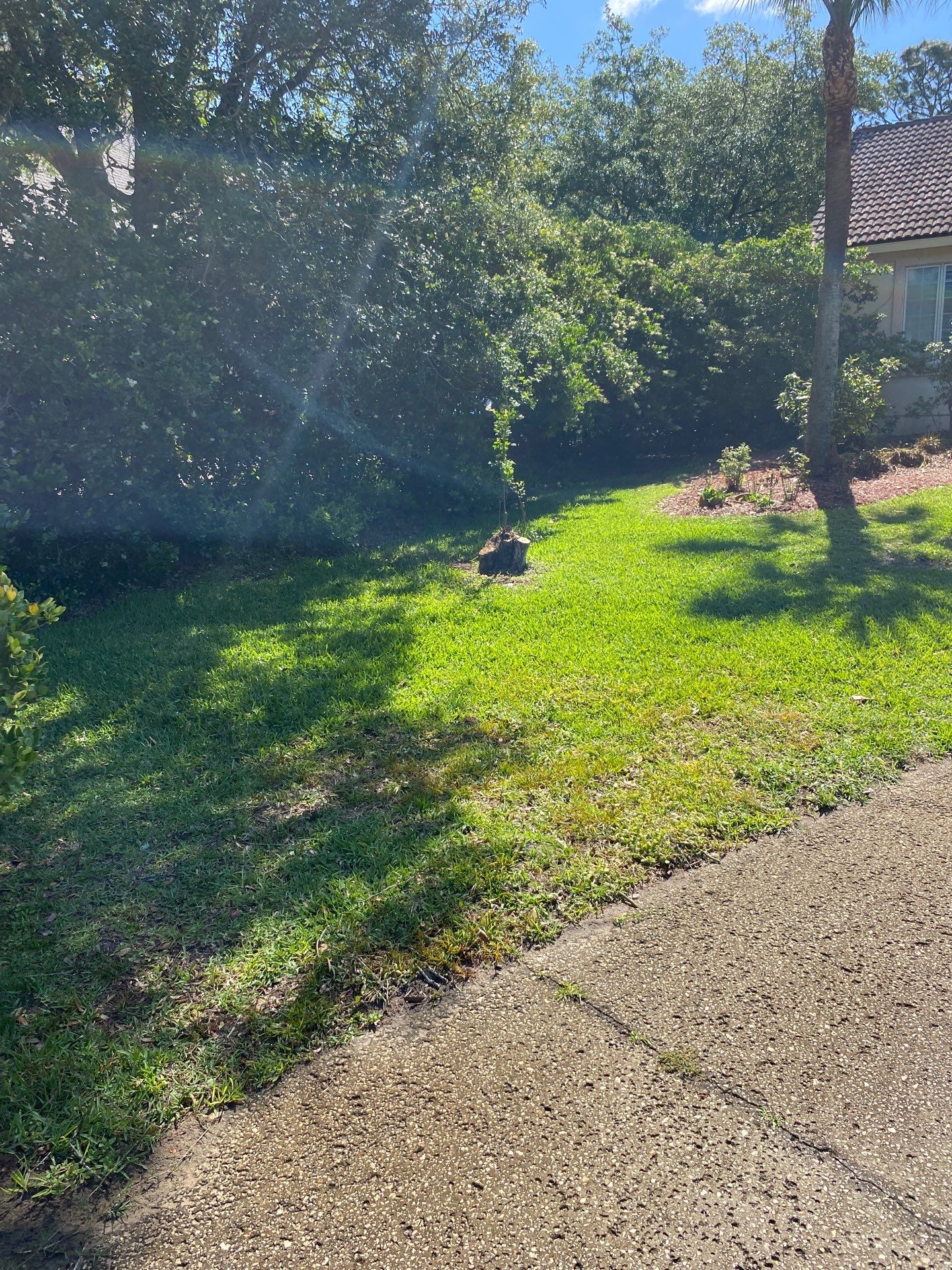 Deerwood Resident | Palm Tree Trimming & Clean-Up by ProGreen Services