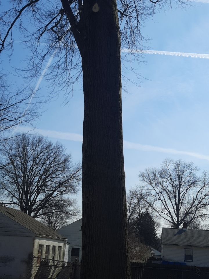 Tree Trimming using Tree Pruing by Mike Jones & Sons Tree Service LLC 