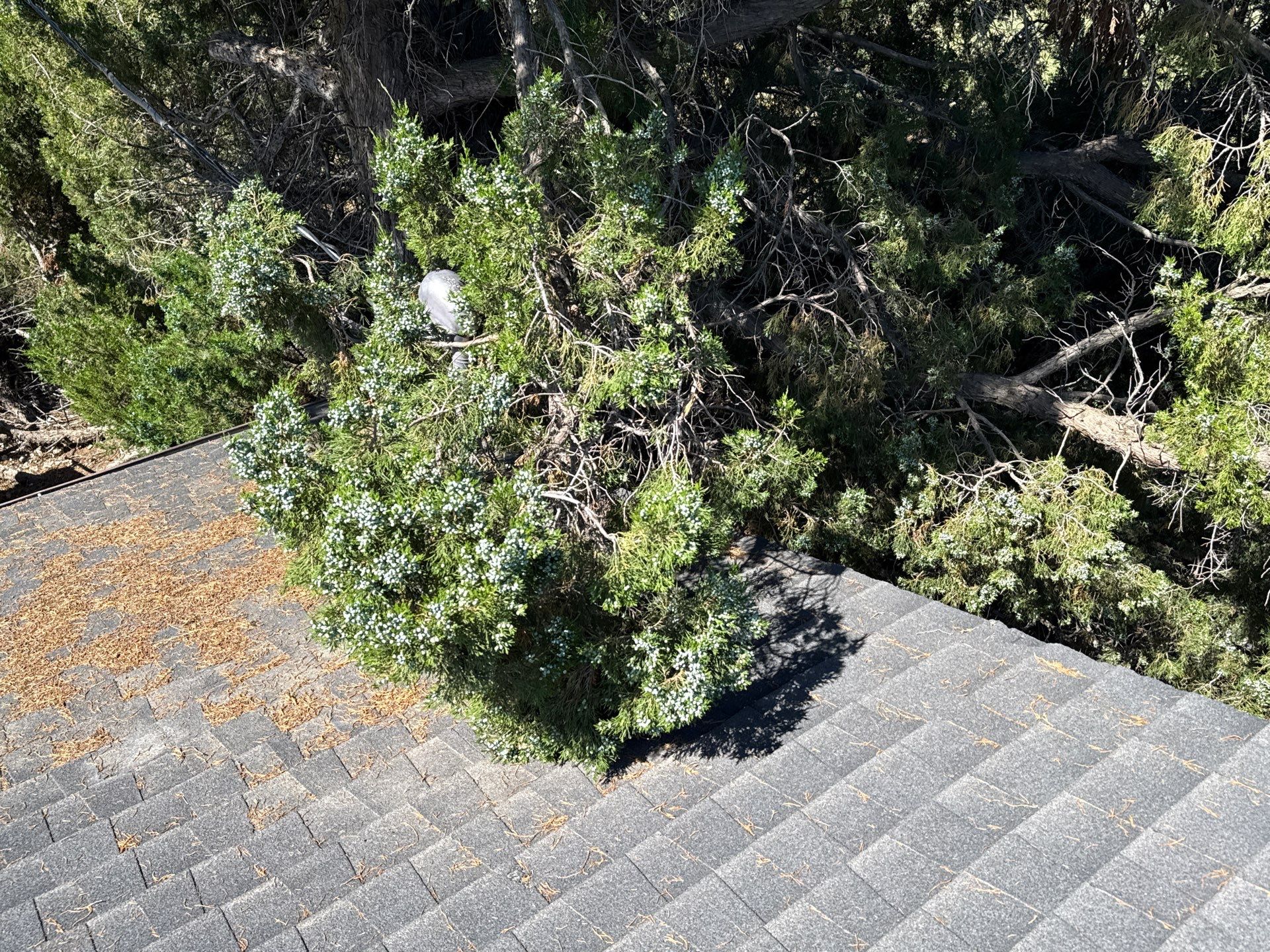 Comprehensive Residential Roof Replacement on Single-Story Nampa Home by Olive Roofing