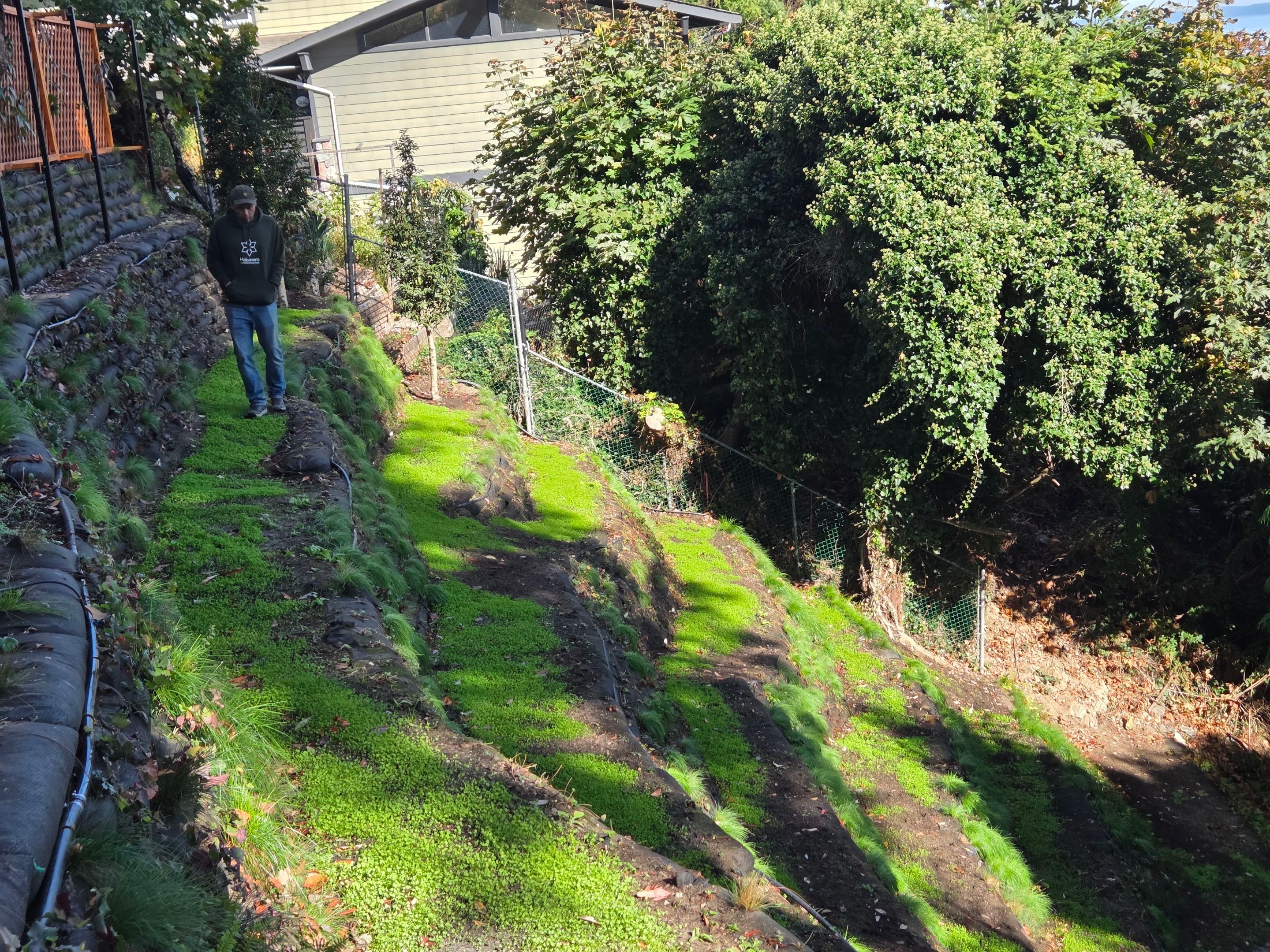 Georgia Park Terrace — Living Slope Transformation by Habanero Landscape Solutions