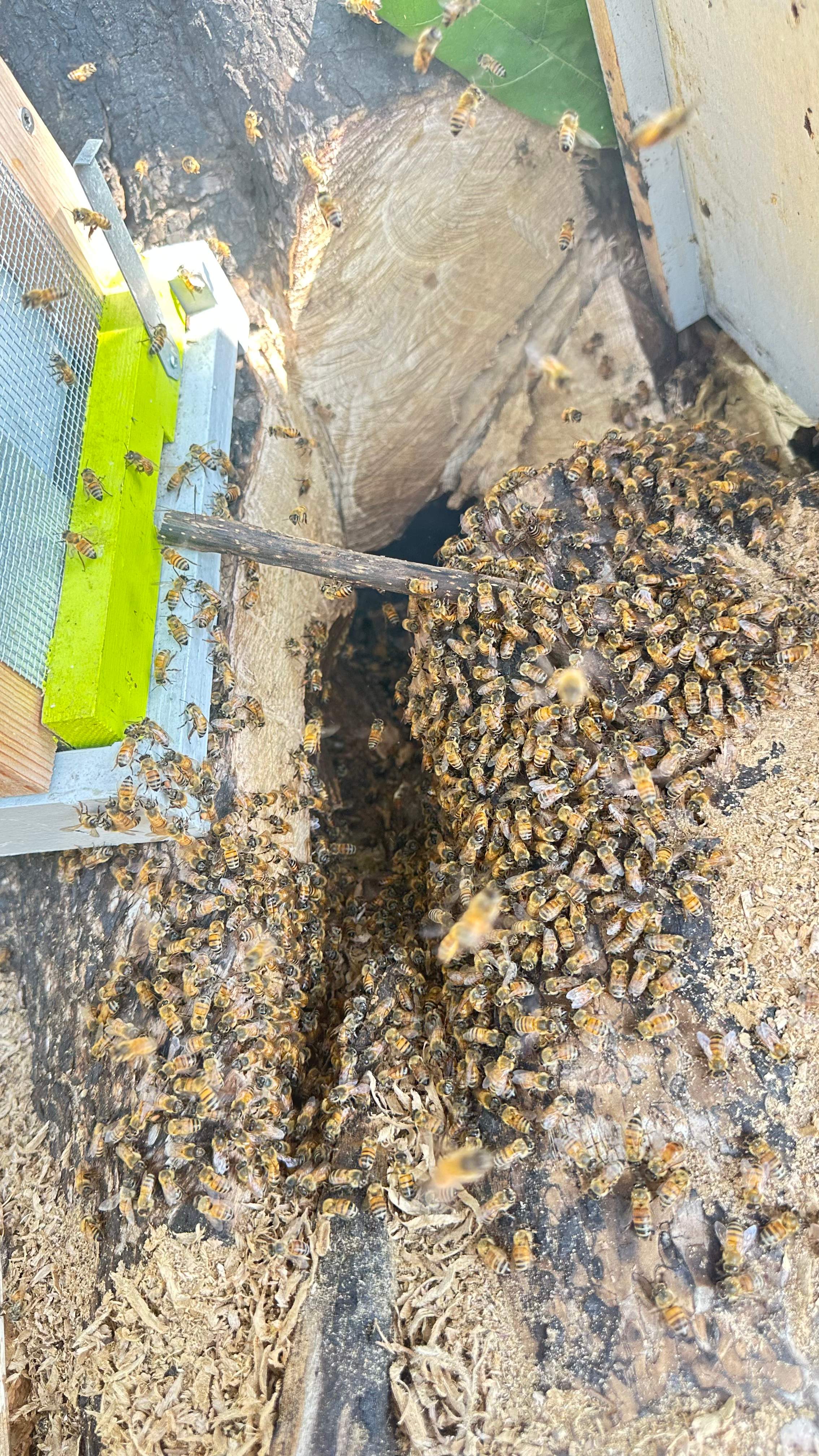 City Tree Company  by Rockwall Honey Bee Company