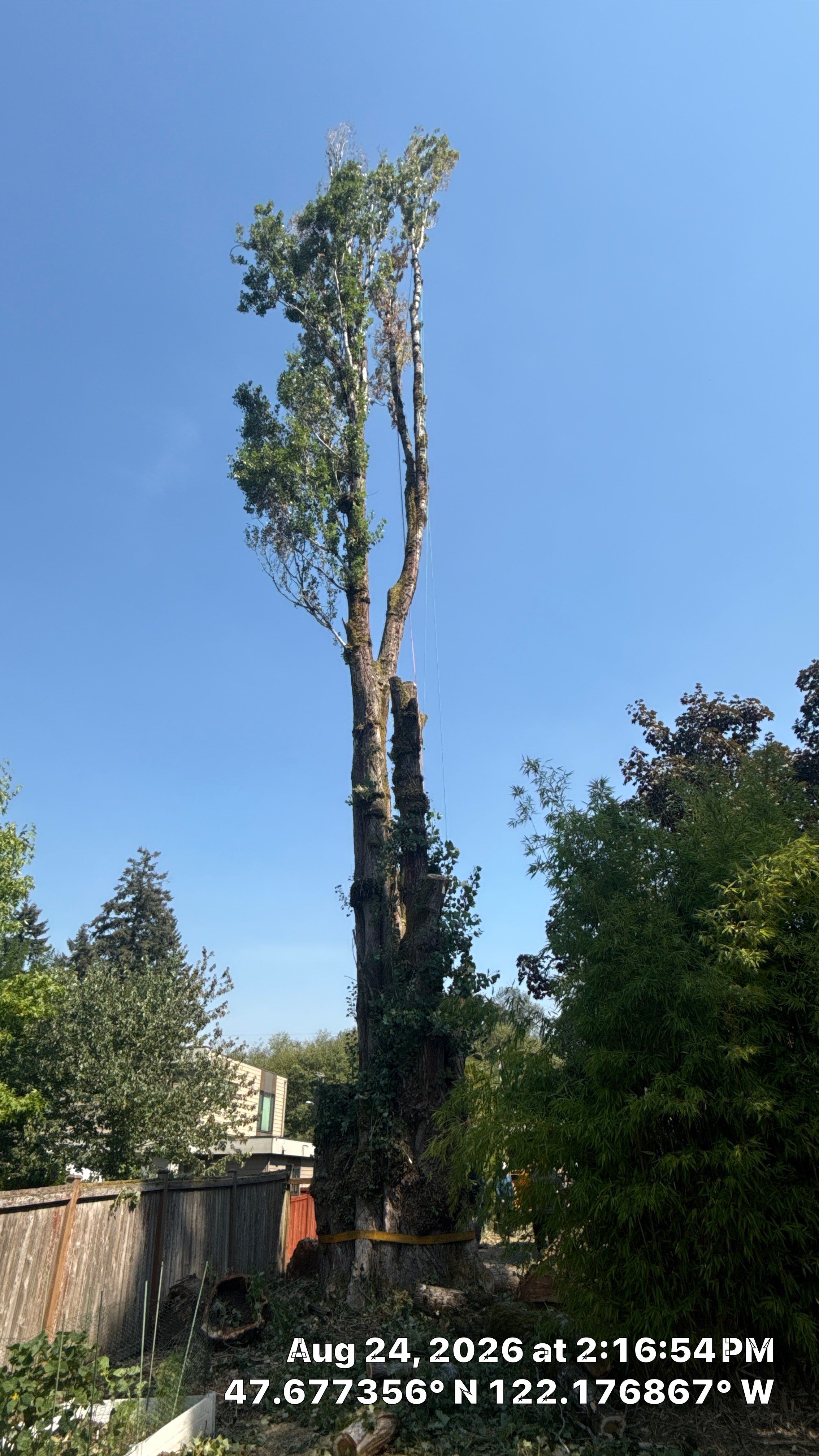 Kirkland Dead and Declining Tree Removal by Sound Tree Care LLC