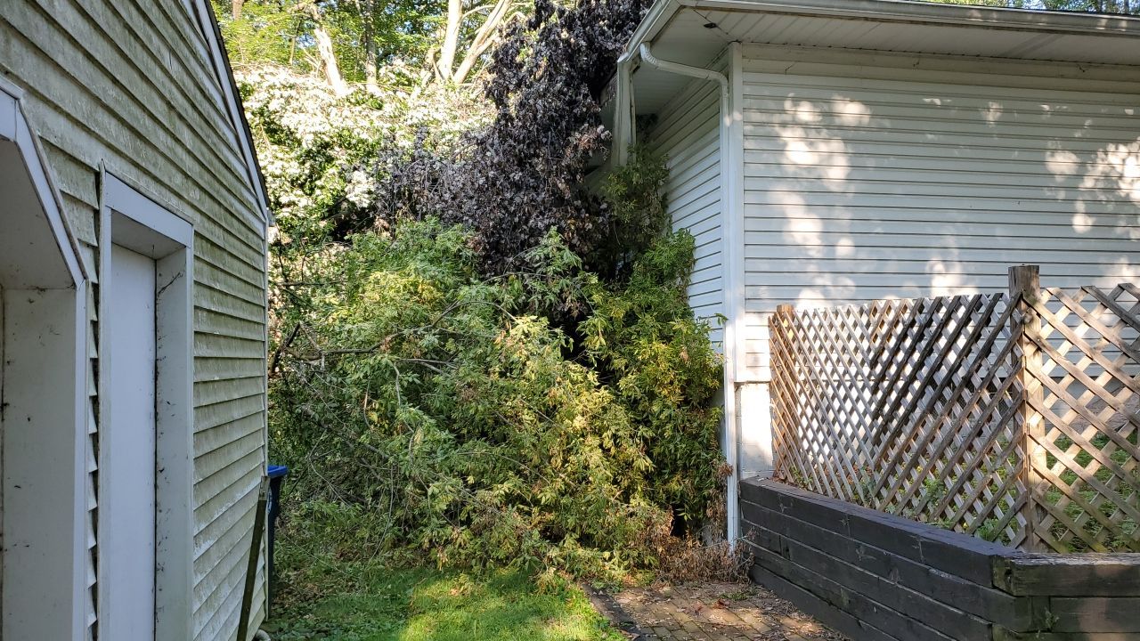 Storm Damaged Tree Removal  by Mike Jones & Sons Tree Service LLC 