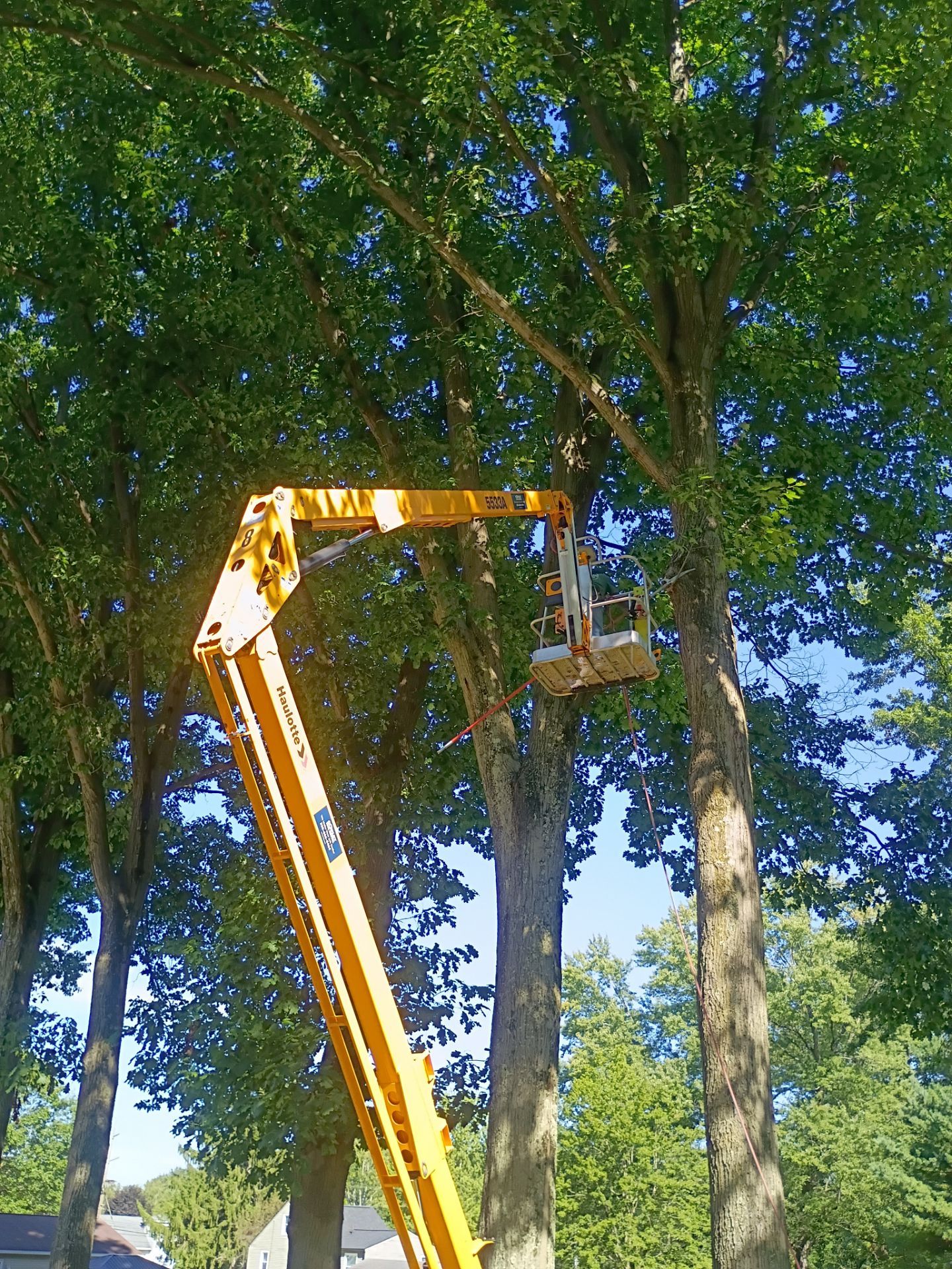 Tree Trimming & Tree Removal in Akron Ohio by Mike Jones & Sons Tree Service LLC 