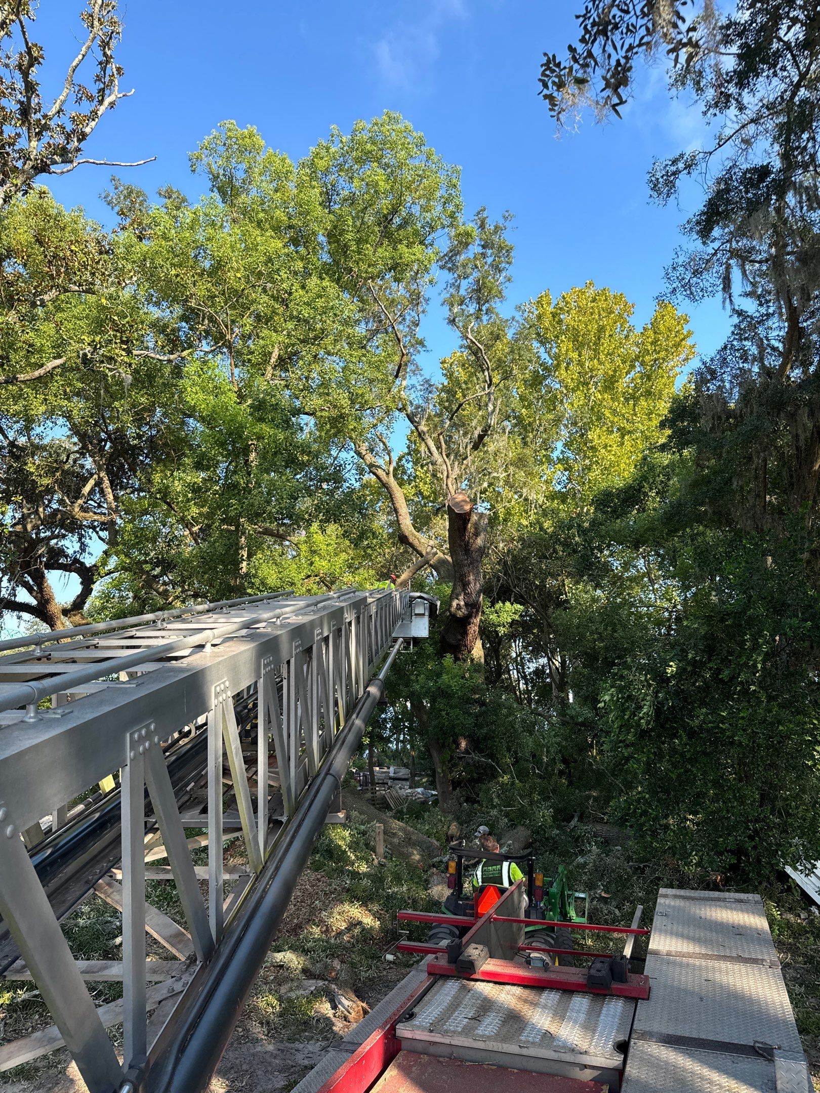 Tree Removal | Episcopal Softball Field by ProGreen Services
