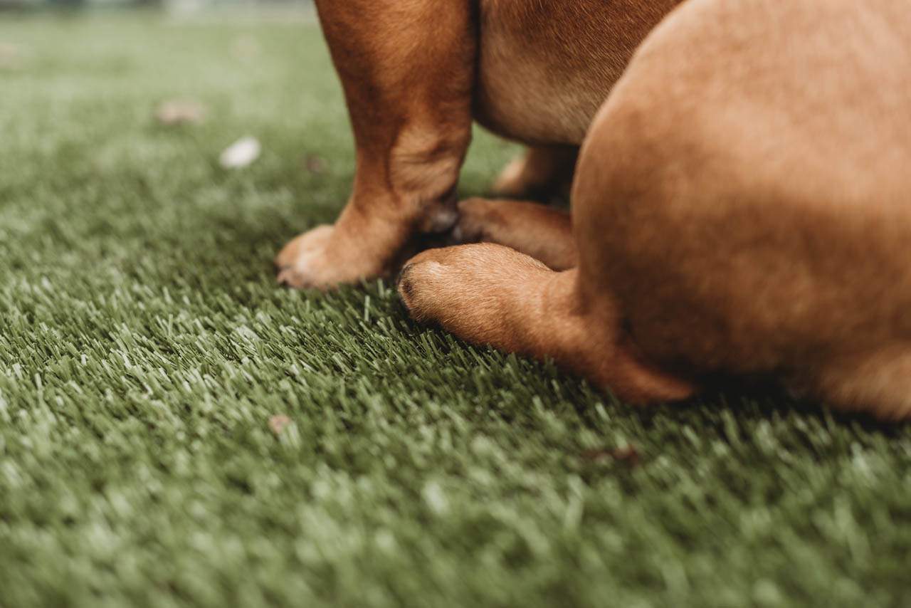 Pampered Pets K9Grass by ForeverLawn NEIN/INDY