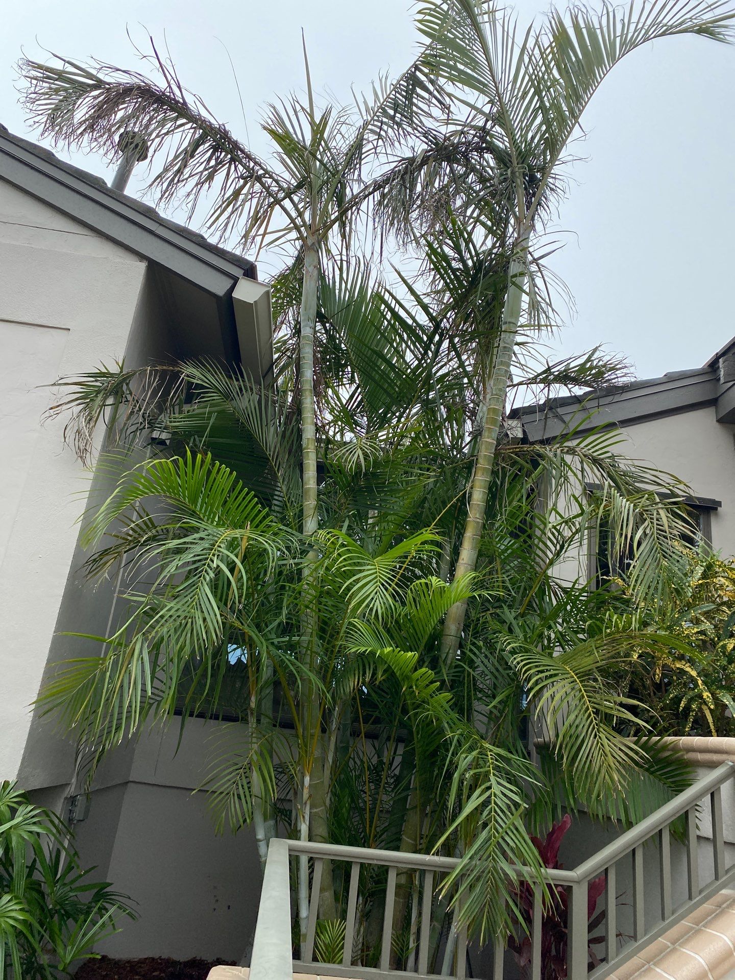 7-Inch K-Style Seamless Gutters in Longboat Key FL by Gutter Professors