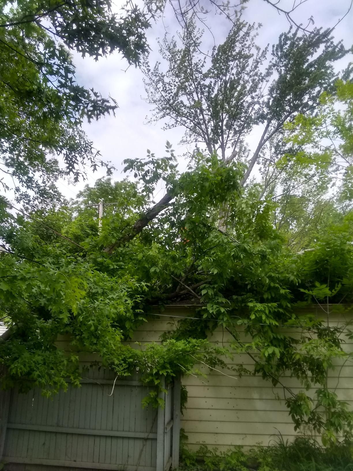 Tree Removal using Tree Removal by Mike Jones & Sons Tree Service LLC 