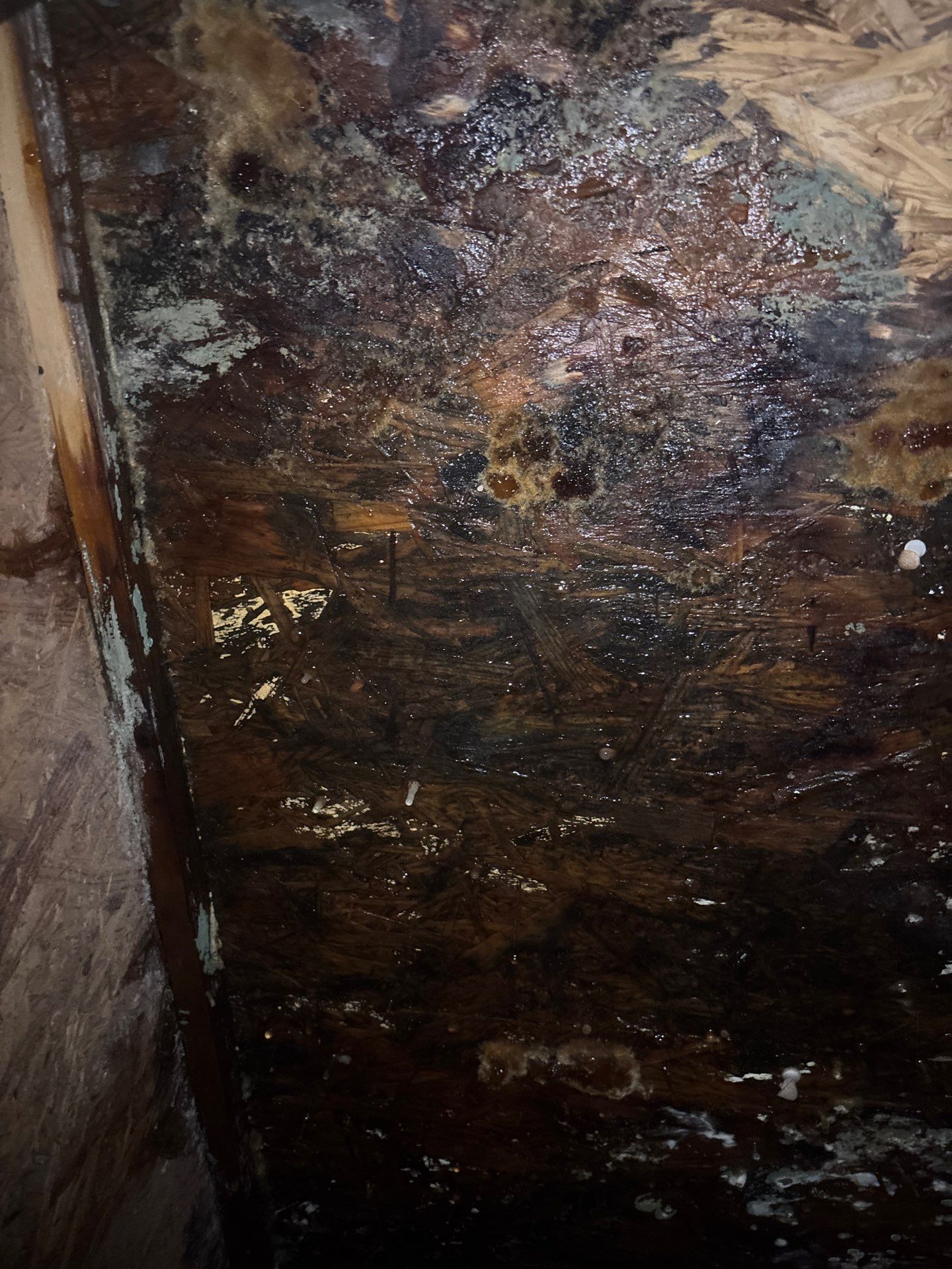 Water Damage Repair In Ellenton, FL by Ampm Restoration Services