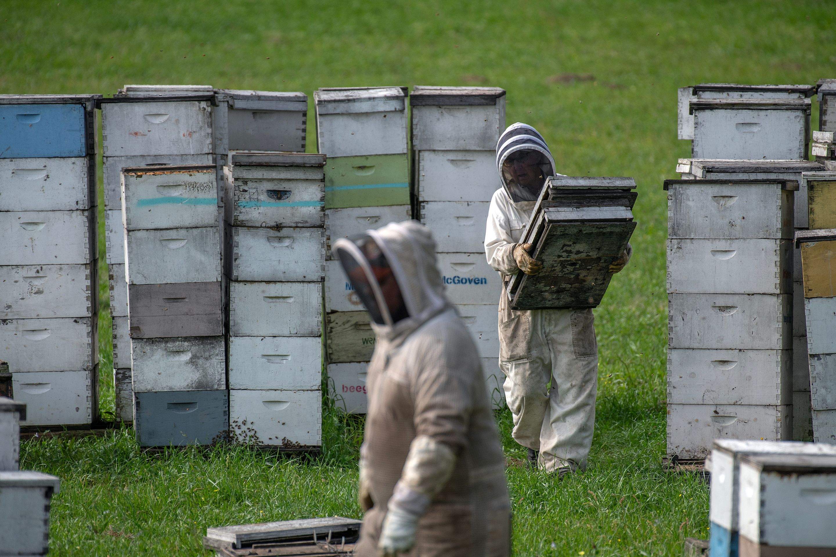 Splits in East Texas by Rockwall Honey Bee Company