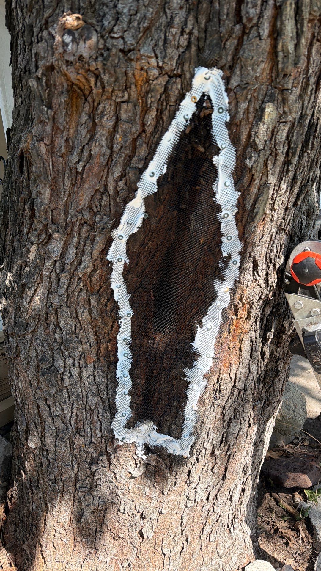 Chiesa Cavity Colony by Rockwall Honey Bee Company
