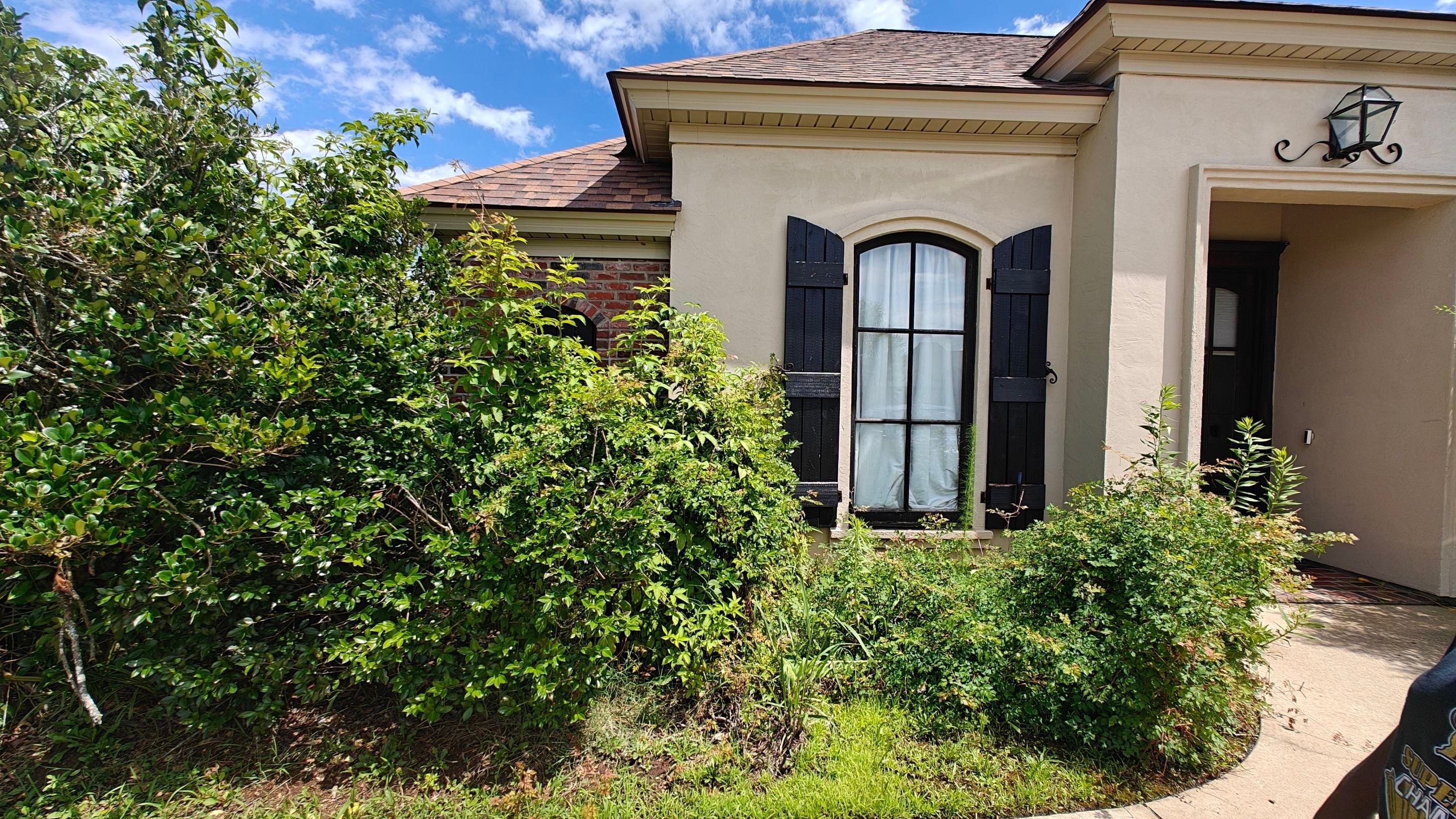 Hedge Trimming and Removal by College Bros Outdoor services