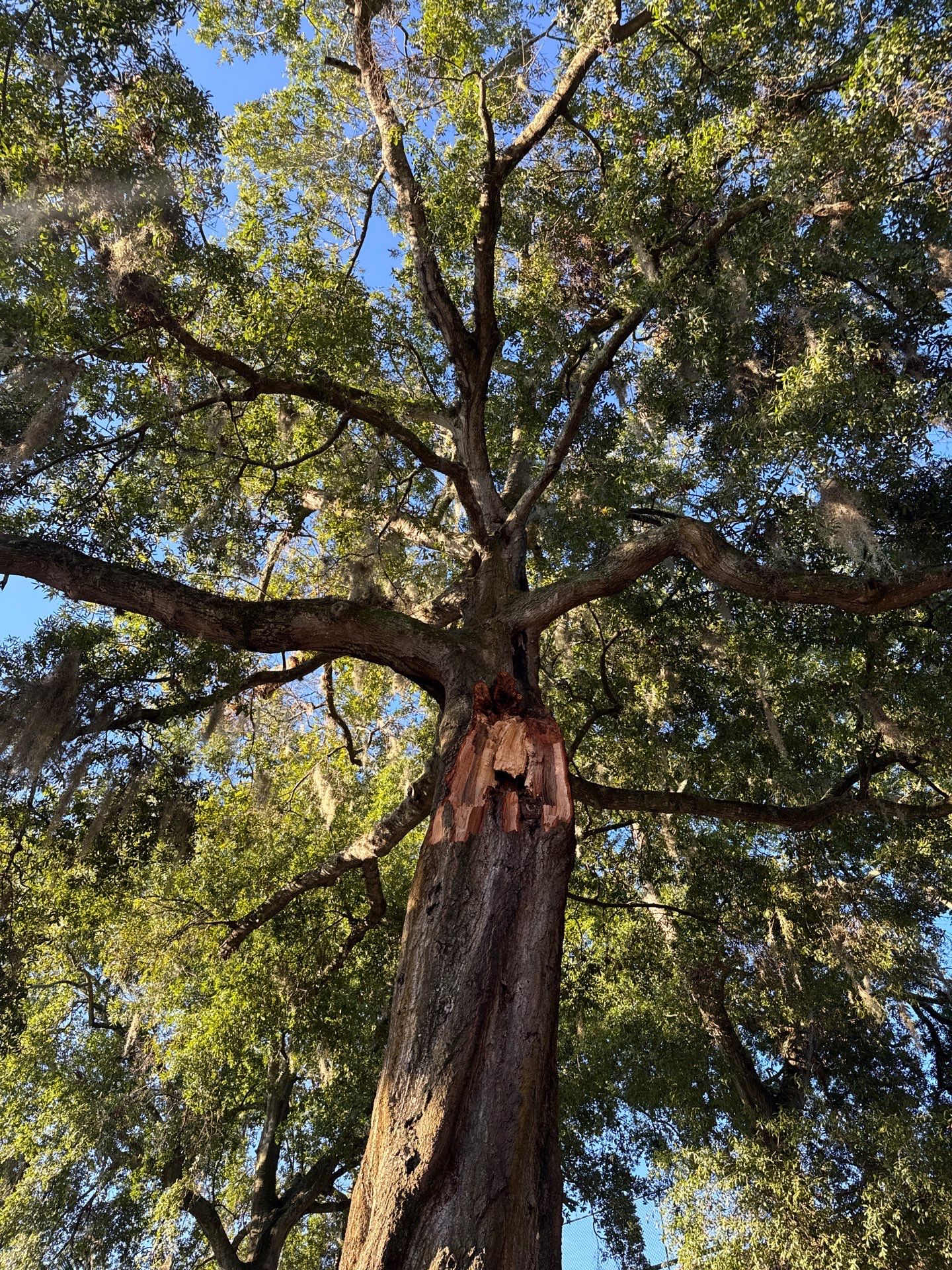 Welcome Center Tree Removal | Episcopal School of Jacksonville by ProGreen Services