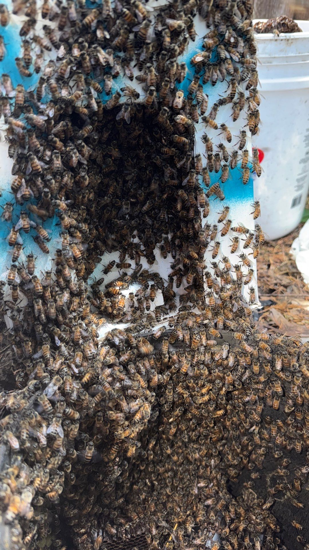 Mossy Mystery Bees by Rockwall Honey Bee Company