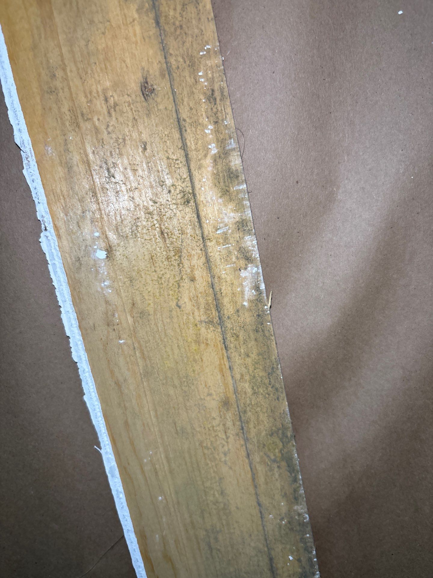 Mold Removal & Remediation  by Ampm Restoration Services 