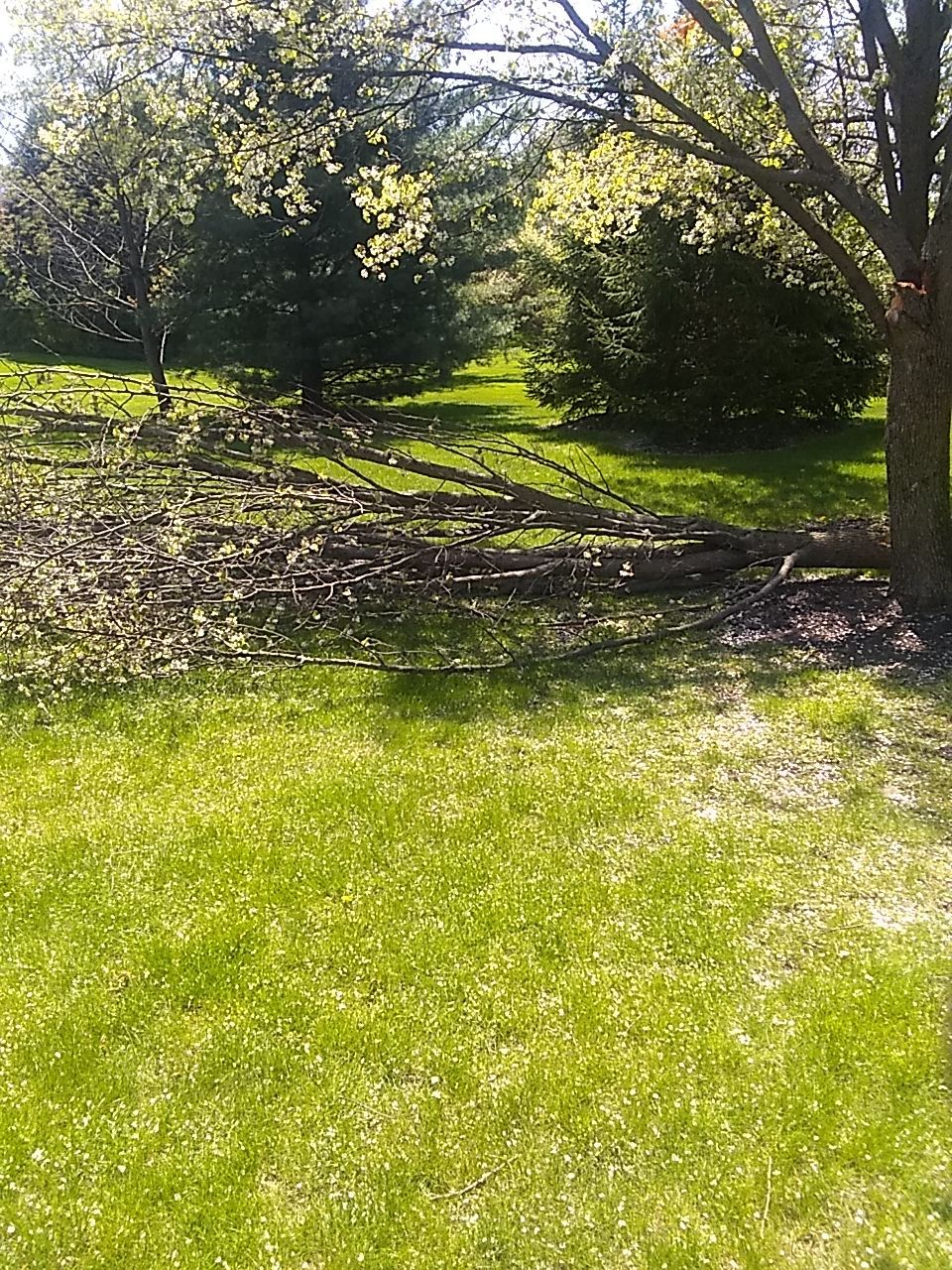 Tree Trimming using Tree Pruing by Mike Jones & Sons Tree Service LLC 