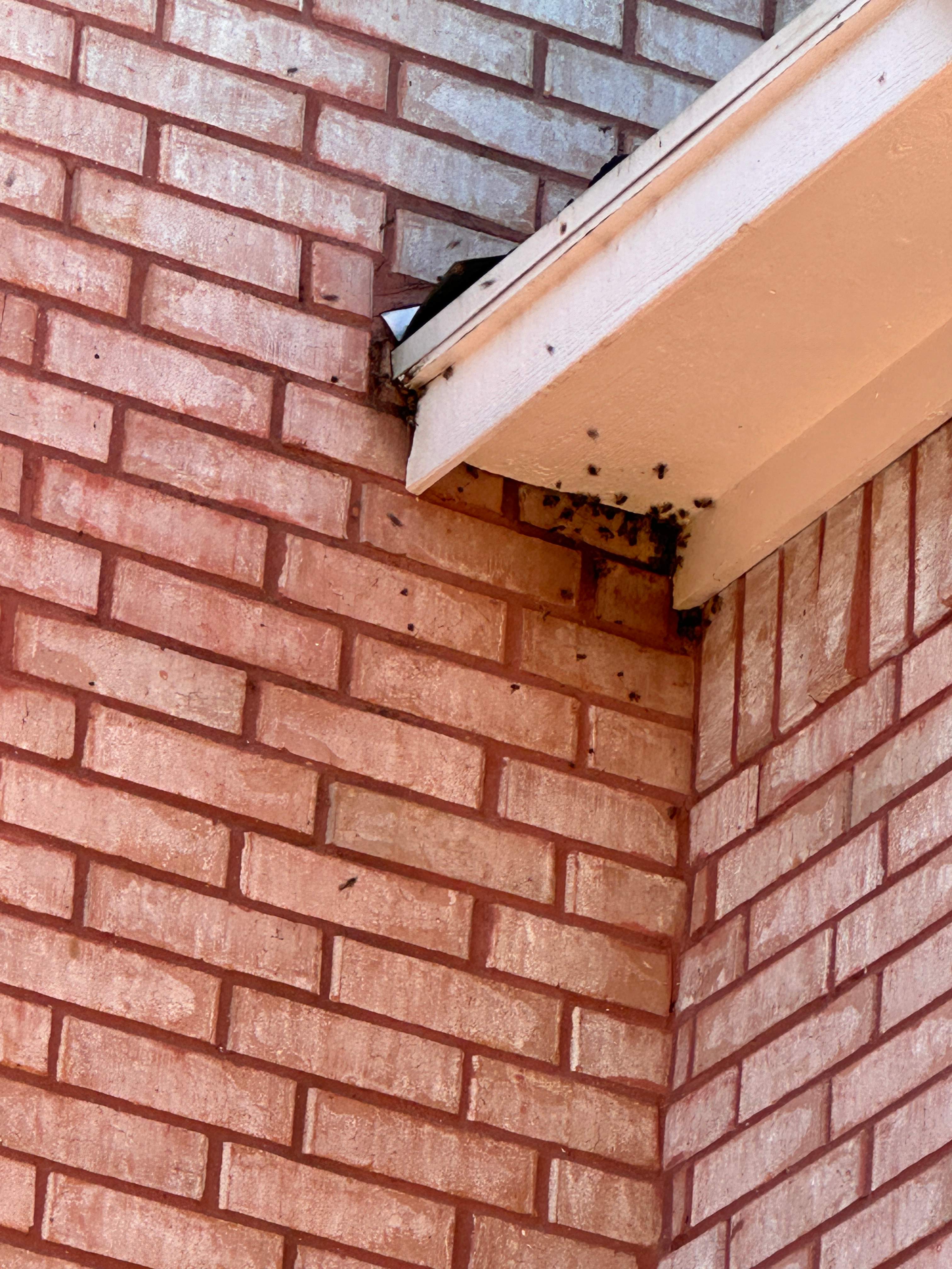 Entryway Soffit by Rockwall Honey Bee Company
