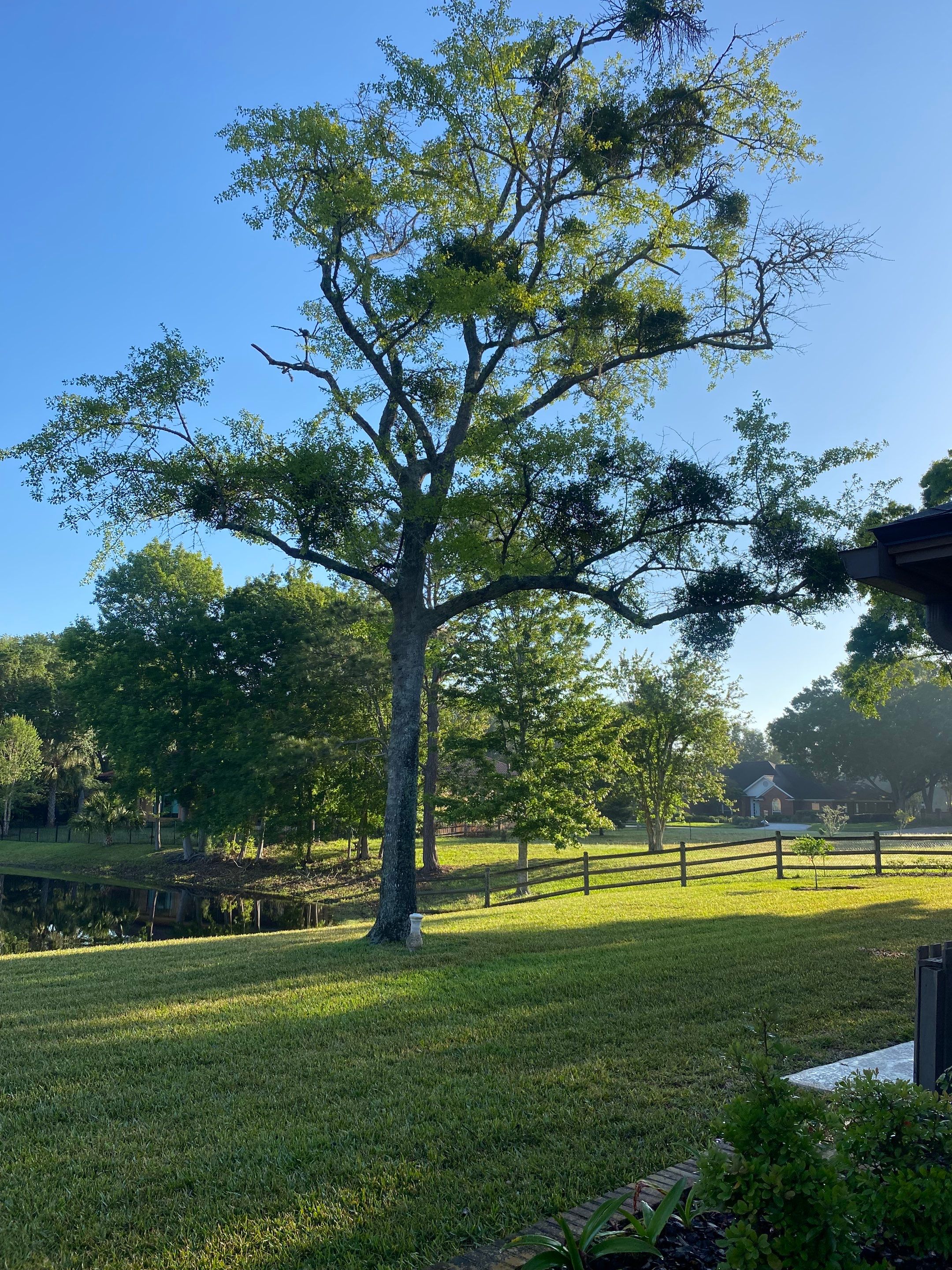 Deerwood Resident | Tree Trimming and Sod Installation) by ProGreen Services