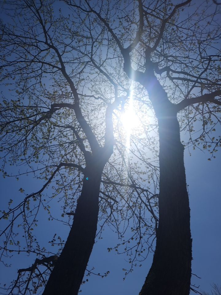 Tree Removal using Tree Removal by Mike Jones & Sons Tree Service LLC 