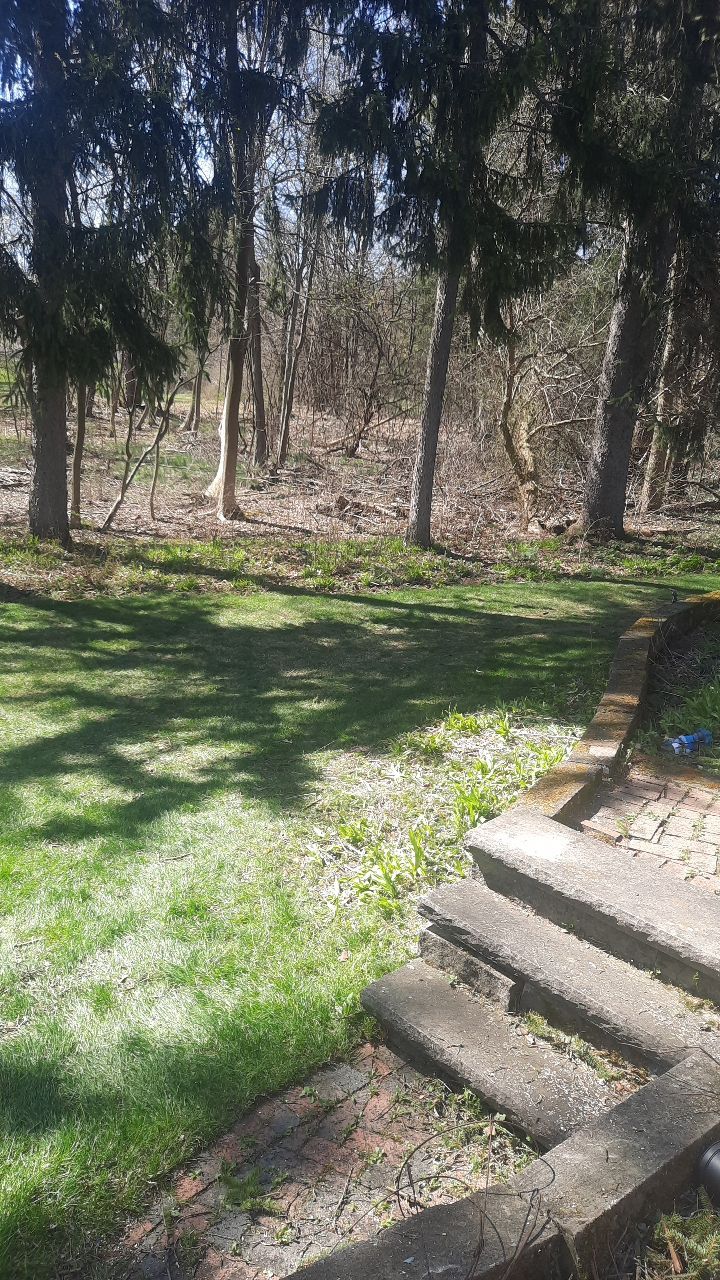 Tree Removal using Tree Removal by Mike Jones & Sons Tree Service LLC 