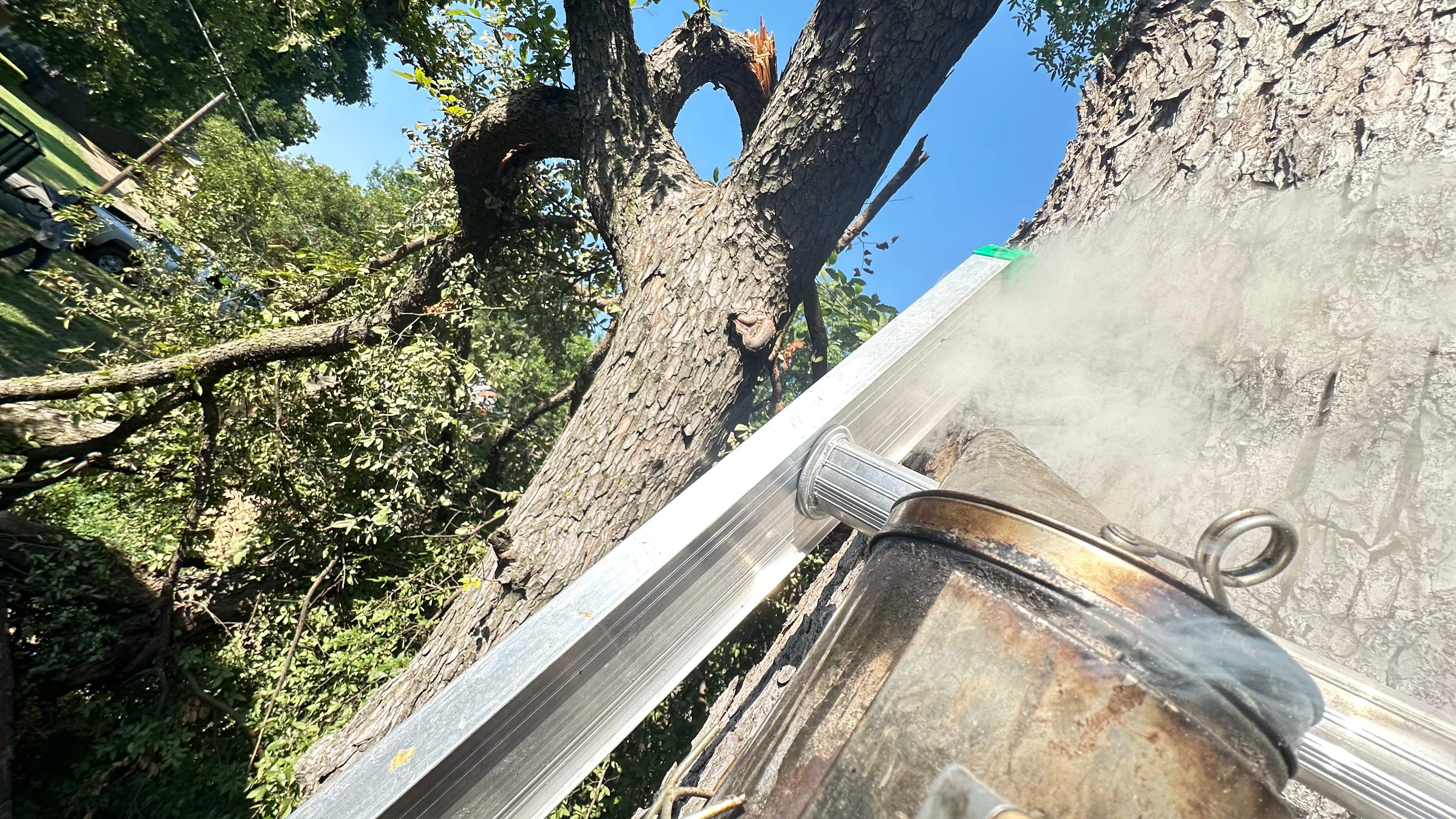 Tree Service Help  by Rockwall Honey Bee Company