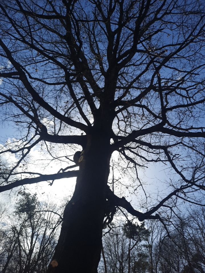 Tree Trimming using Tree Pruing by Mike Jones & Sons Tree Service LLC 