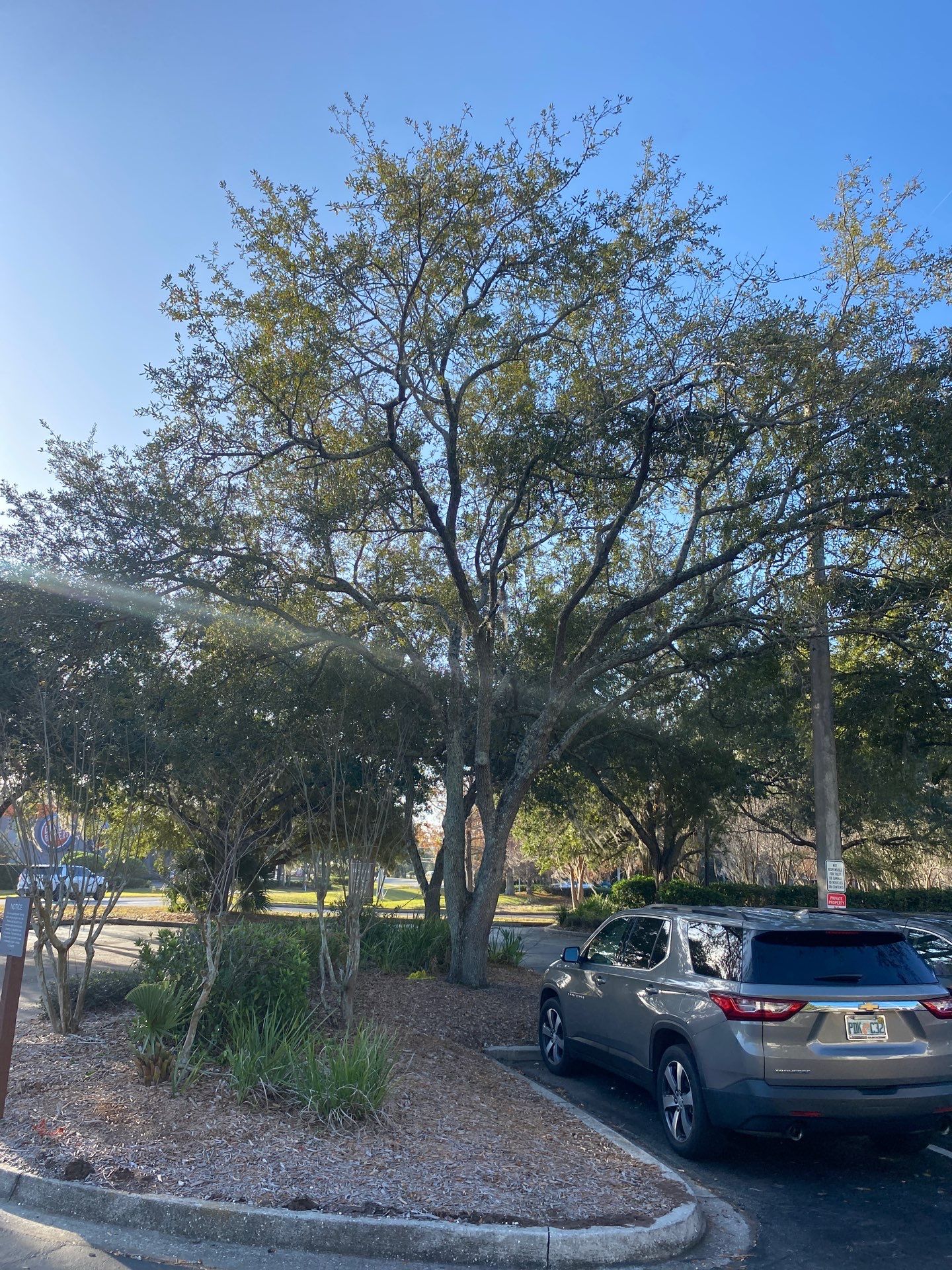 Marriott Hotel | Tree Trimming & Removal by ProGreen Services