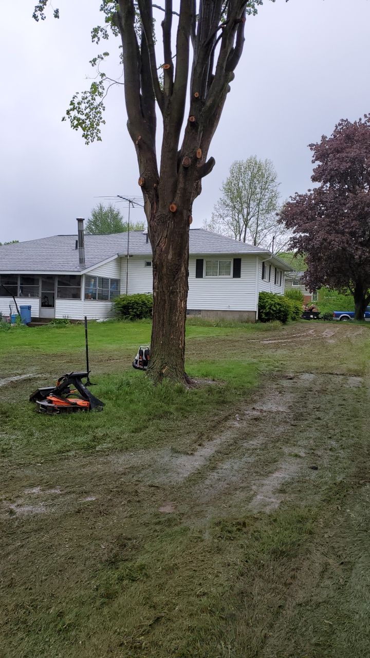 Tree Removal using Tree Removal by Mike Jones & Sons Tree Service LLC 