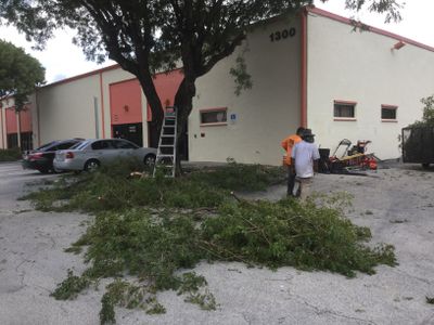 Commercial Tree Trimming & Debris Removal