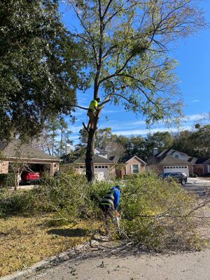 Residential | Tree Removal