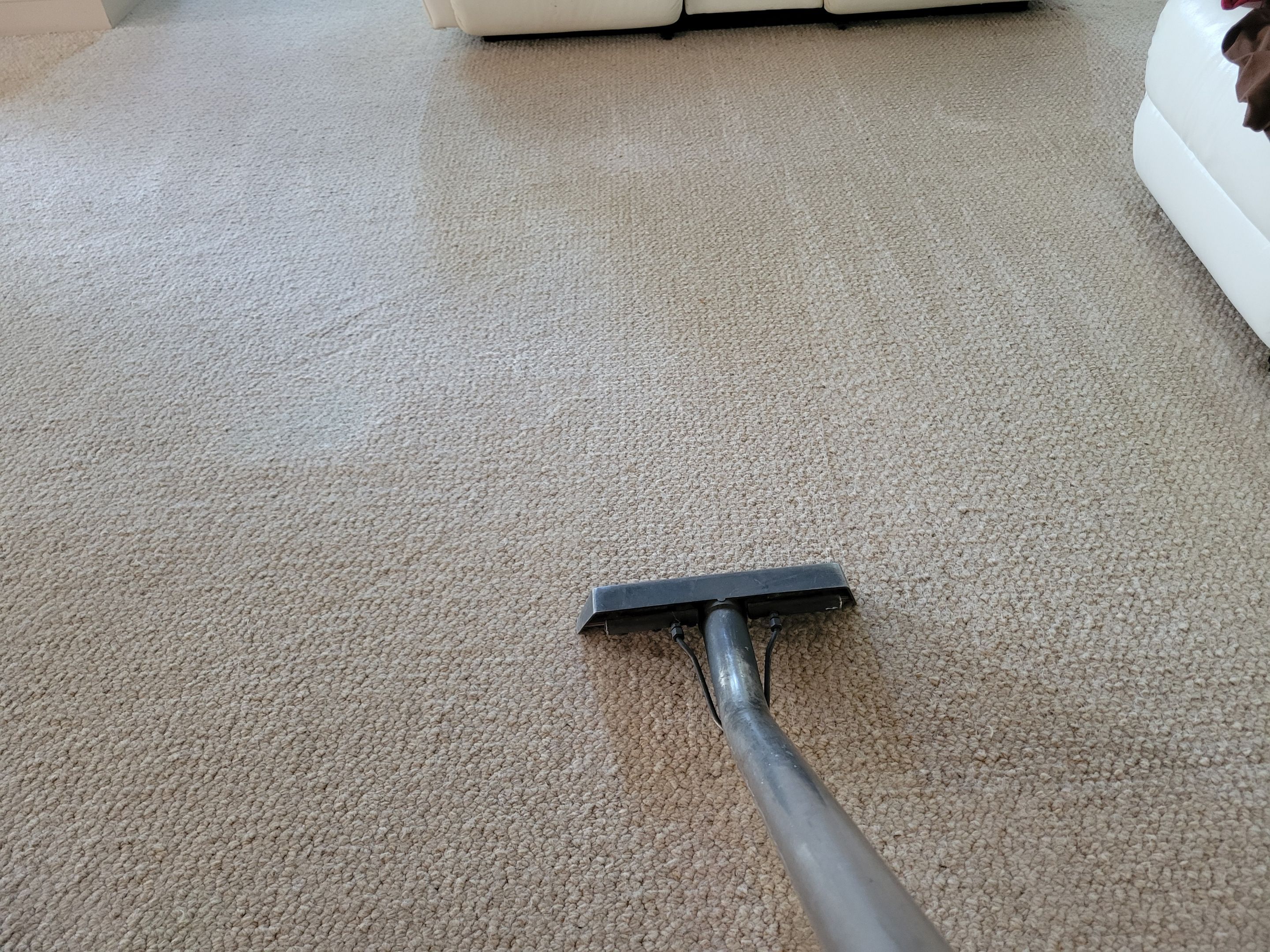 Carpet Cleaning, Including Wool by Ardent Carpet Restore LLC