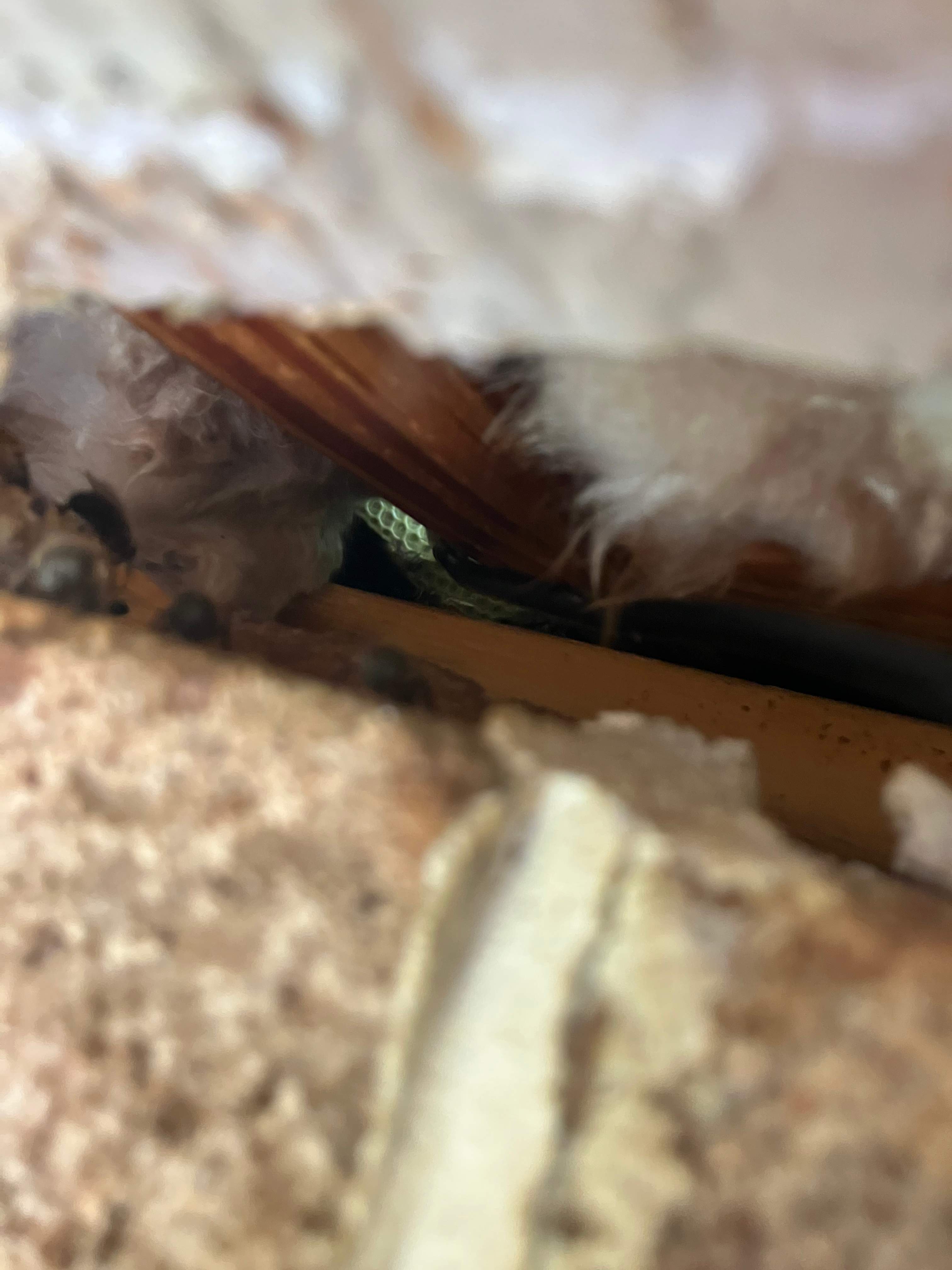 Brick Bees by Rockwall Honey Bee Company