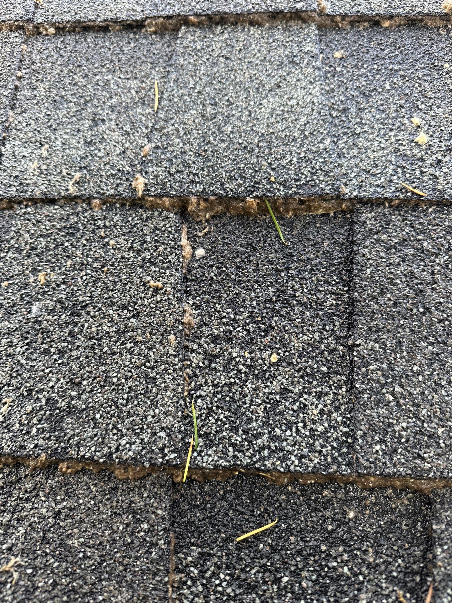Softwashed in many Years back, and organic regrowth significant by DawnSky LLC