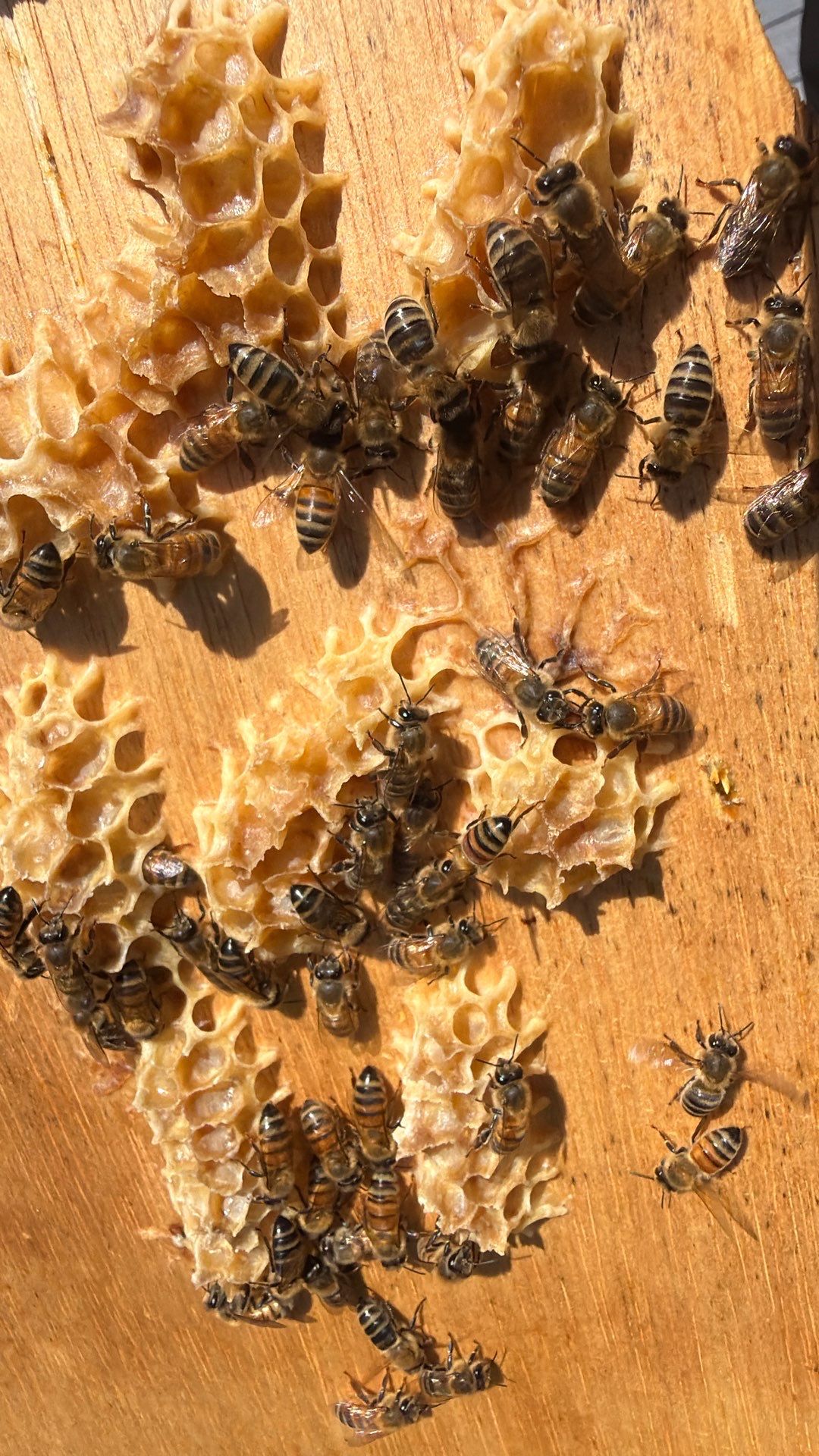 Platform Precious Population by Rockwall Honey Bee Company