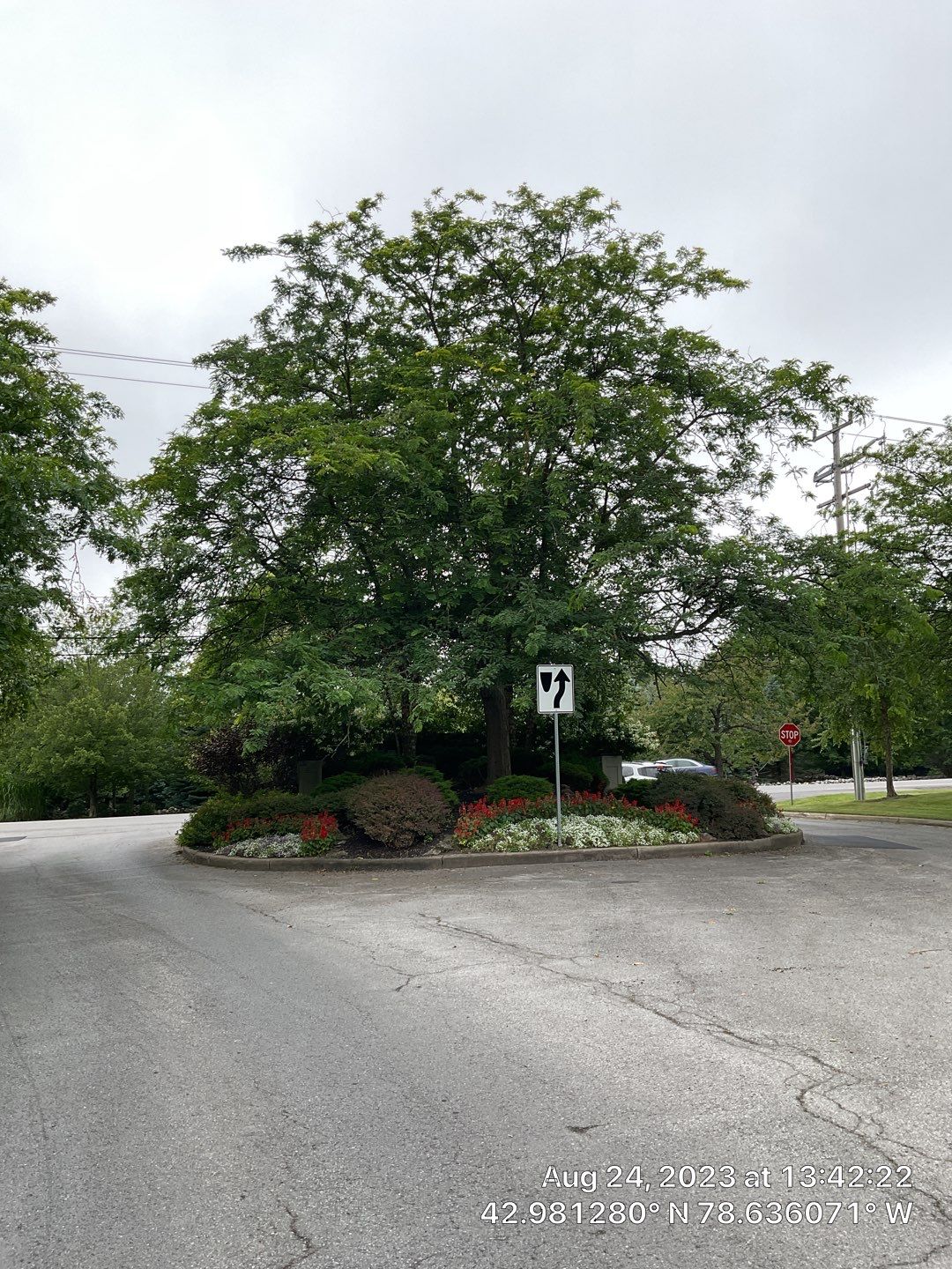 Tree Removal and Pruning by Treeman Tom LLC