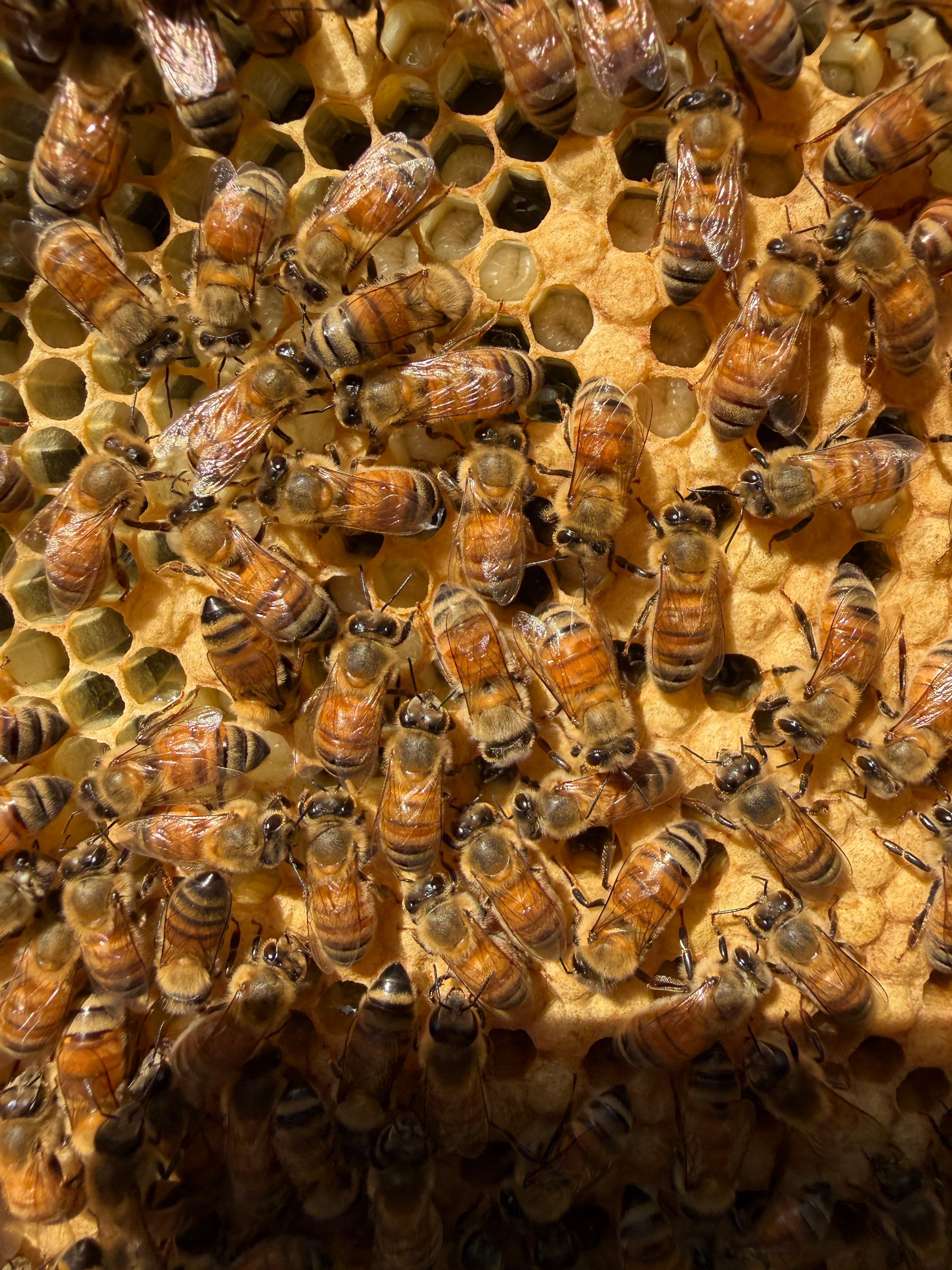 Cavnar Gang-Busters by Rockwall Honey Bee Company