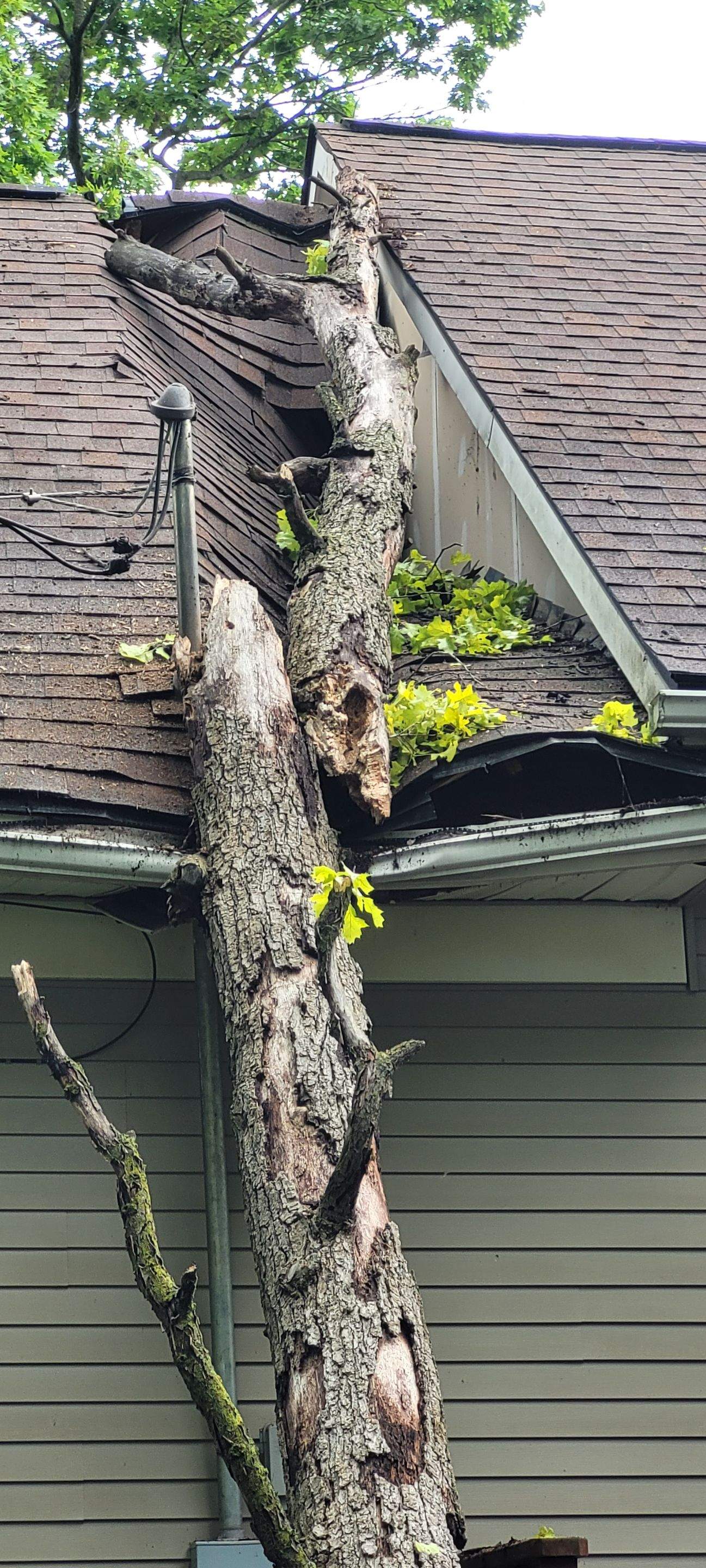 Tree Damage in Lake Orion, MI by Storm Guard - Metro Detroit North