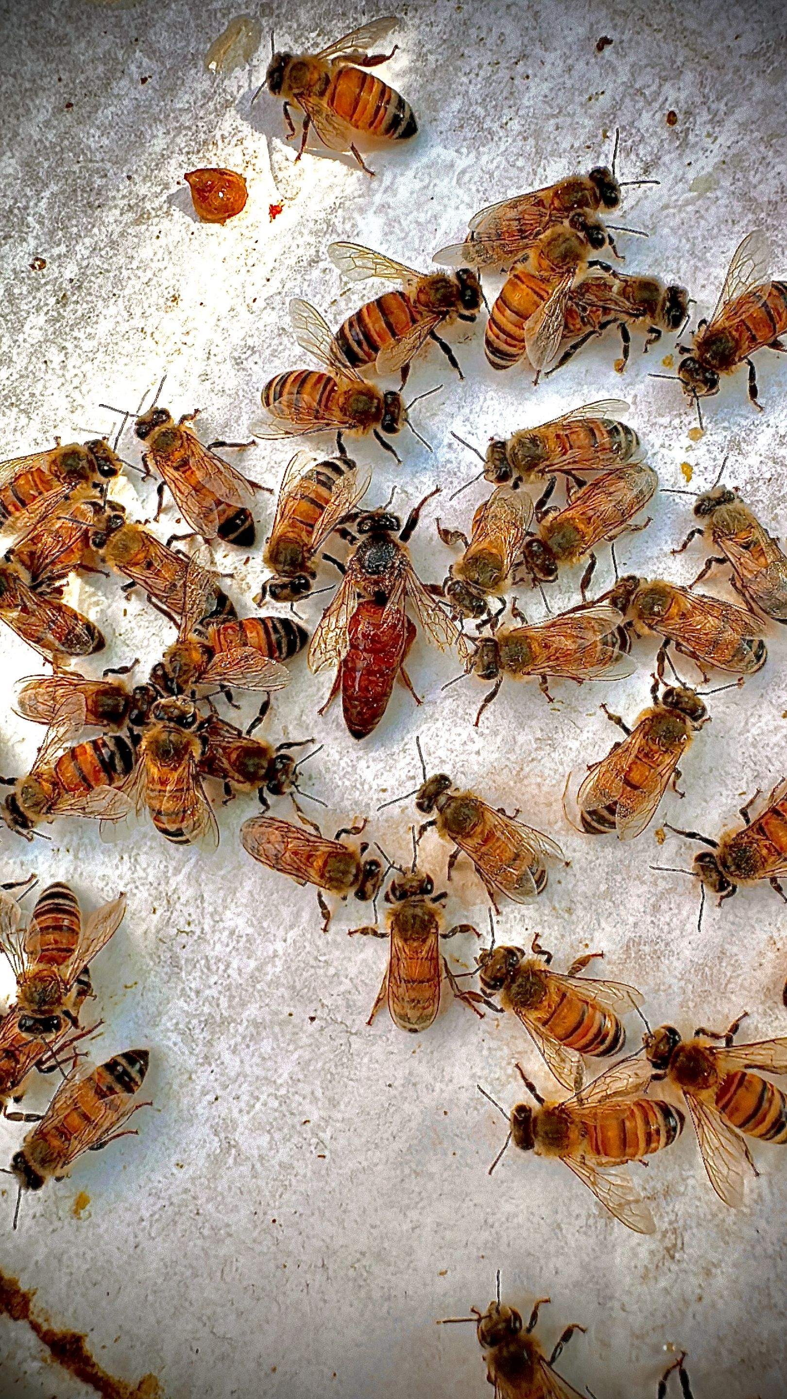 Extra High Up by Rockwall Honey Bee Company