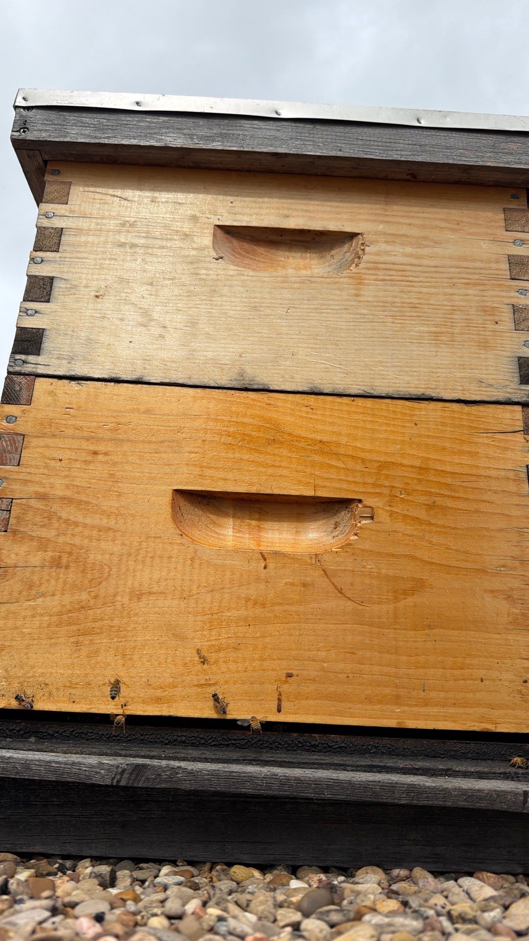 Commercial Rooftop Colony by Rockwall Honey Bee Company