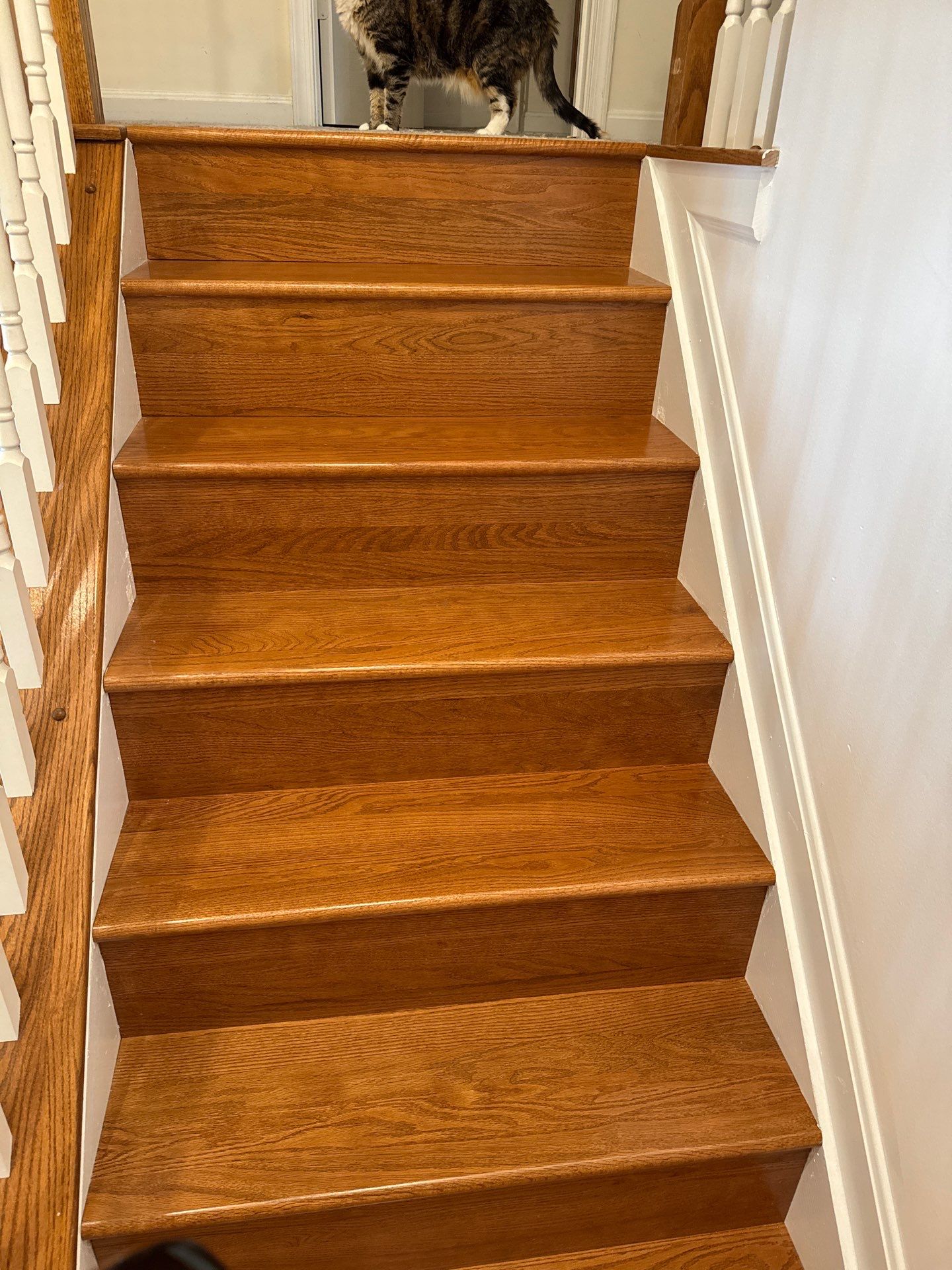 Deck Repair, New steps, New Paint job  by Alpha Design Services