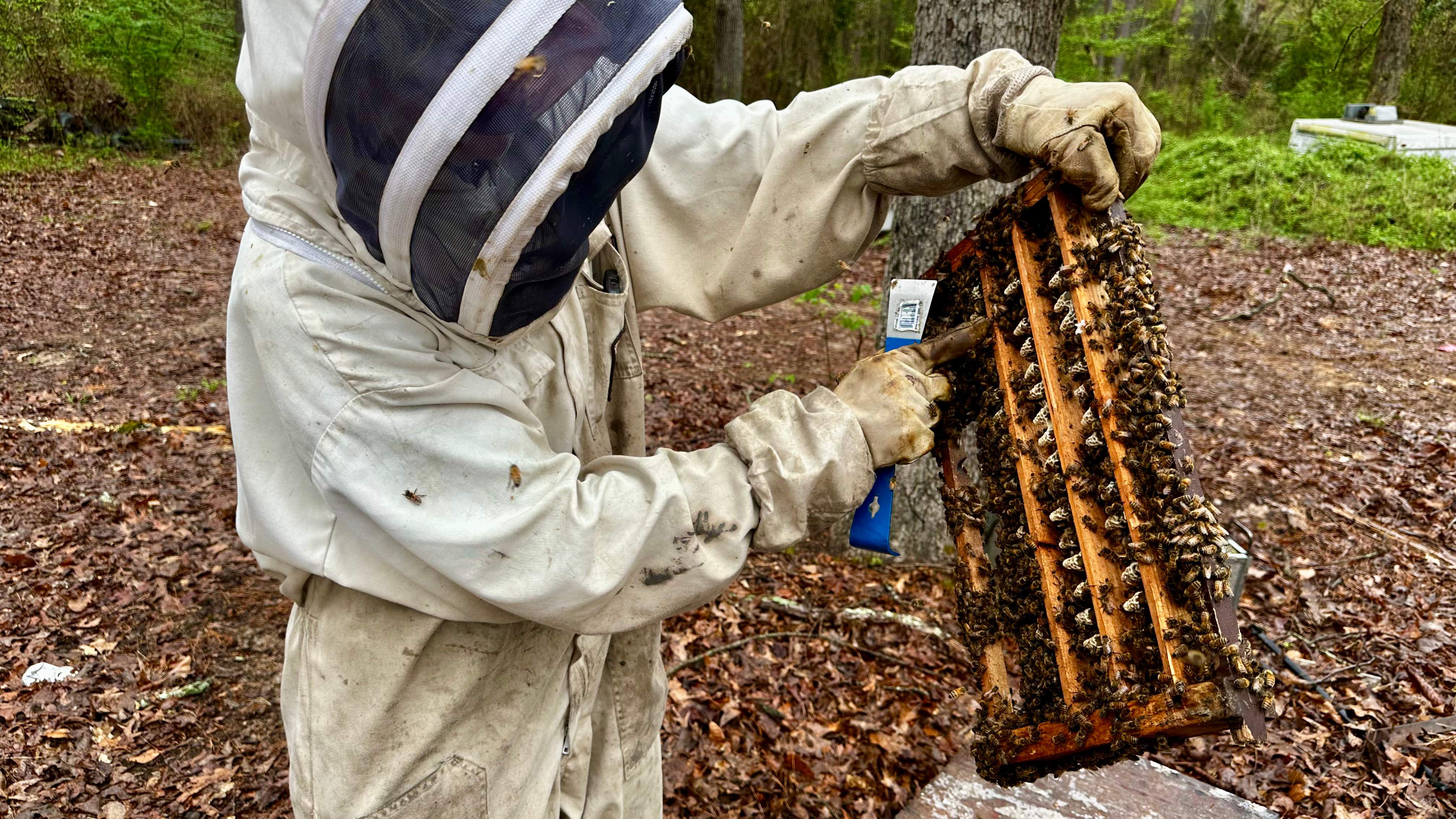 BeeGirl ETX HQ by Rockwall Honey Bee Company